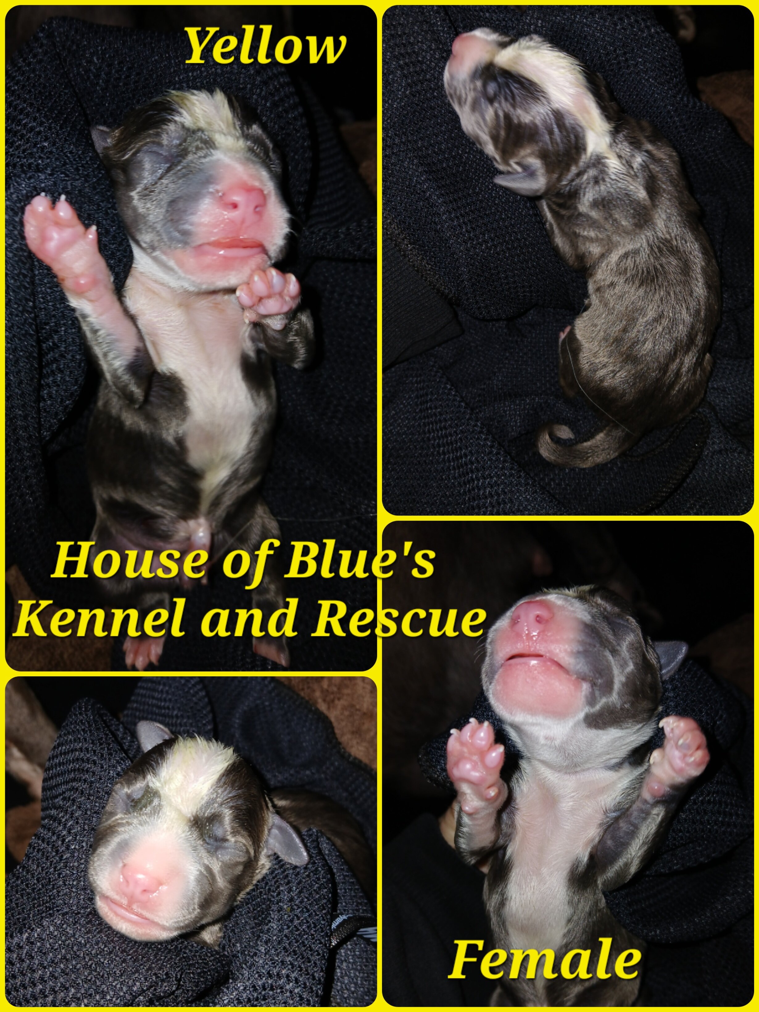 Blue Nose APBT Yellow Female image 1