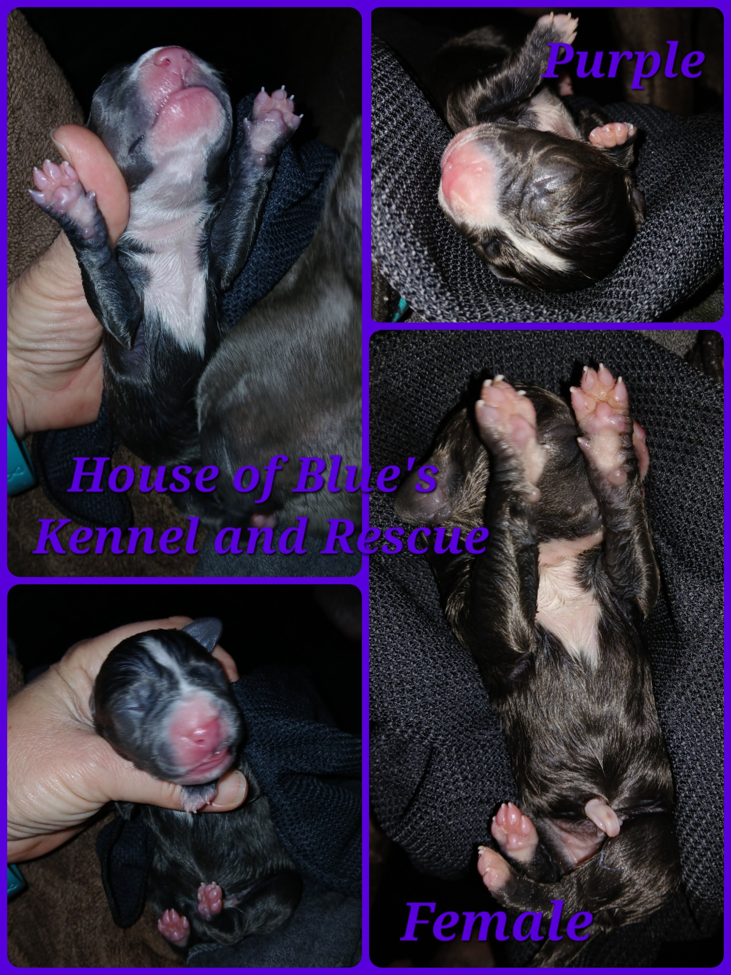 Blue Nose APBT Purple Female image 1