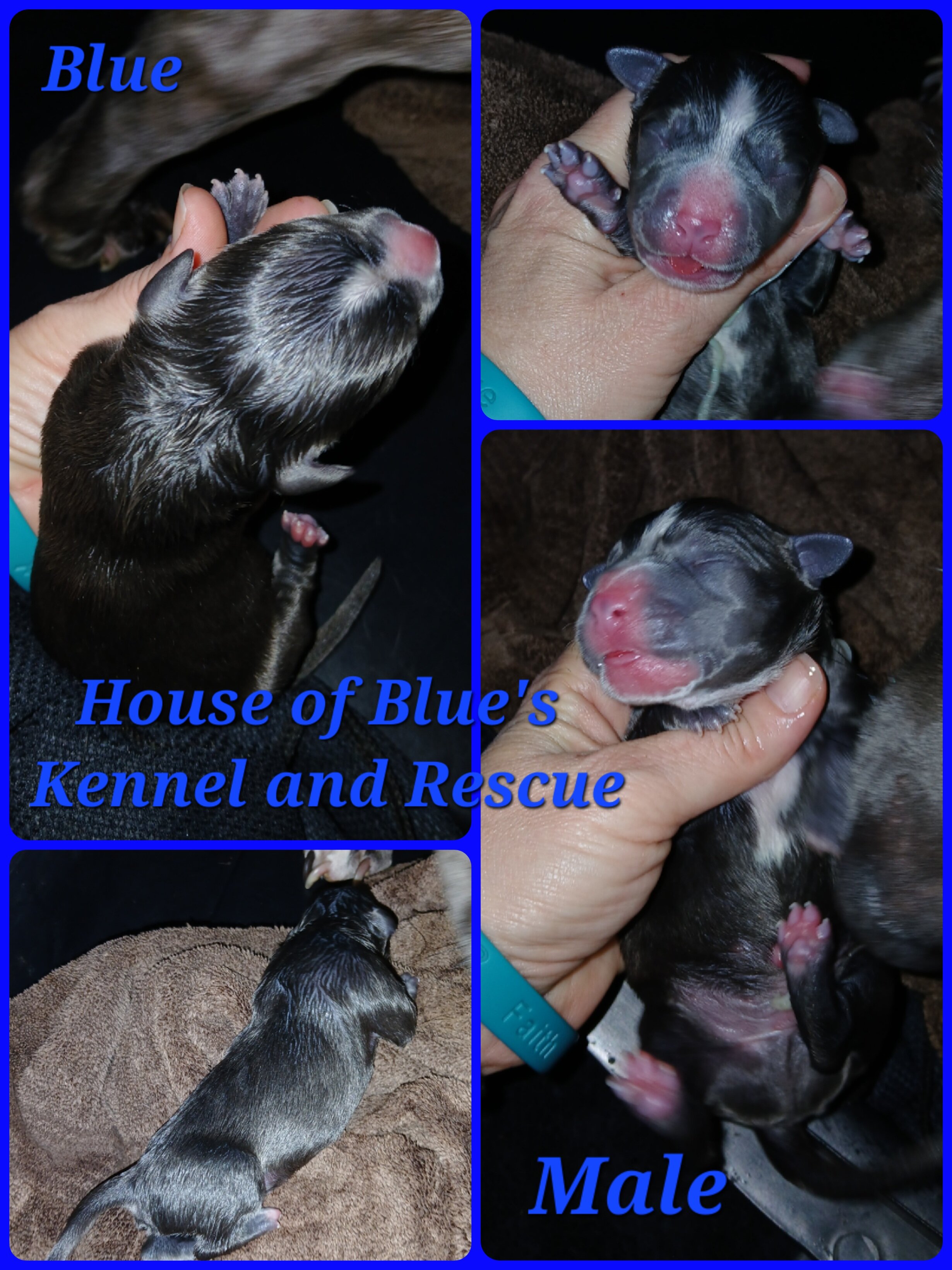 Blue Nose APBT Blue Male image 1