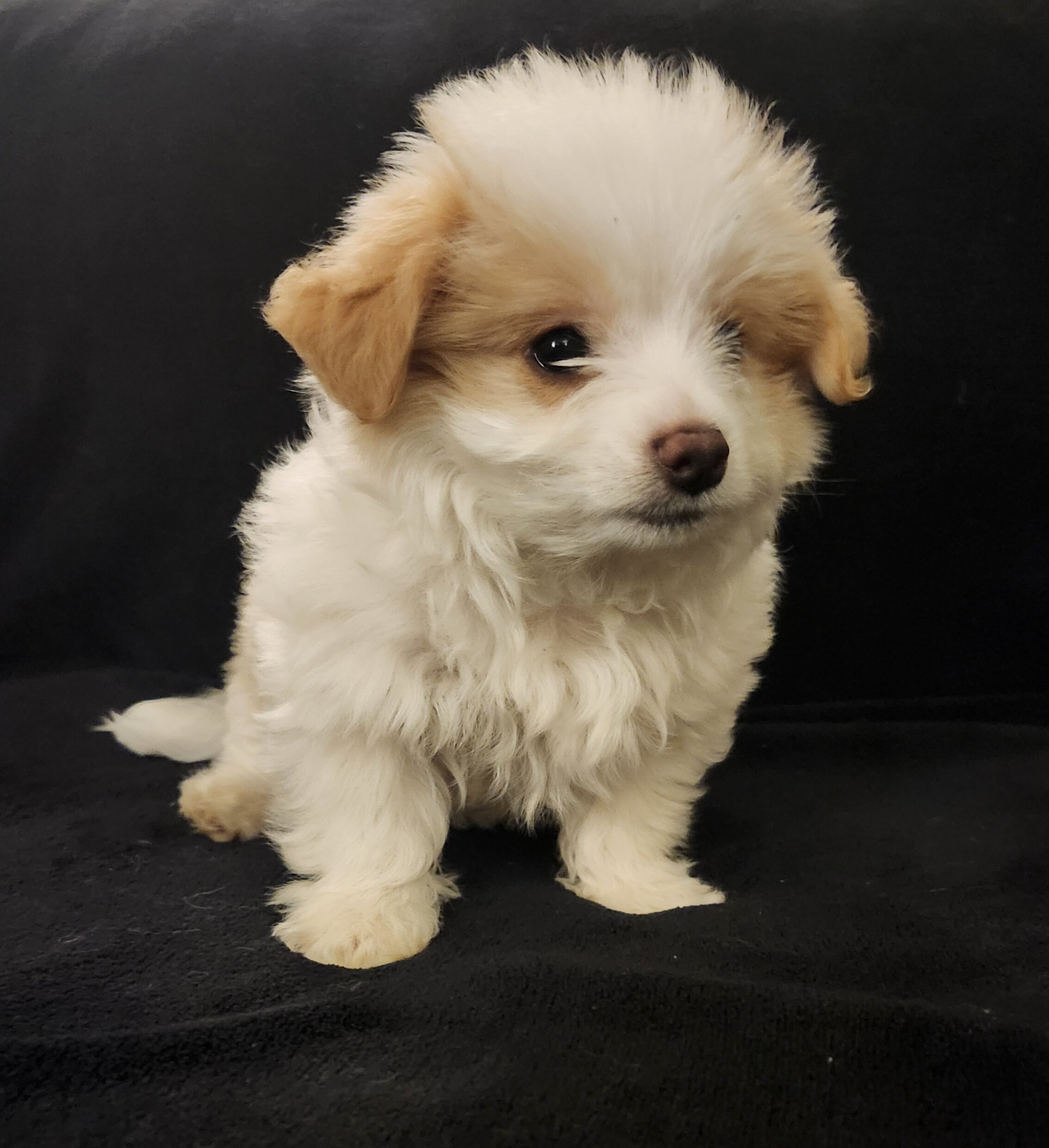 Shima Yorkie image 1