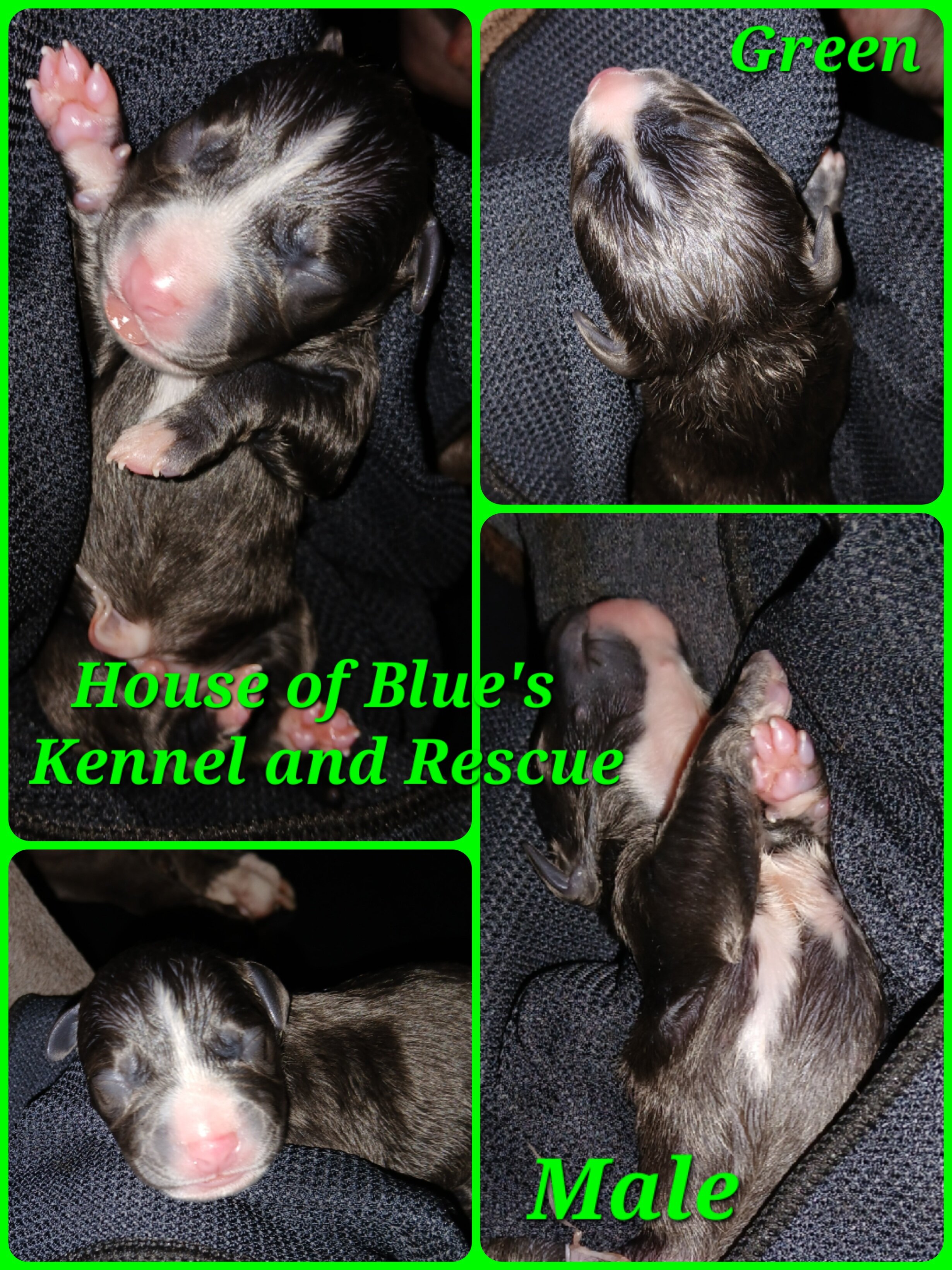 Blue Nose APBT Green Male image 1