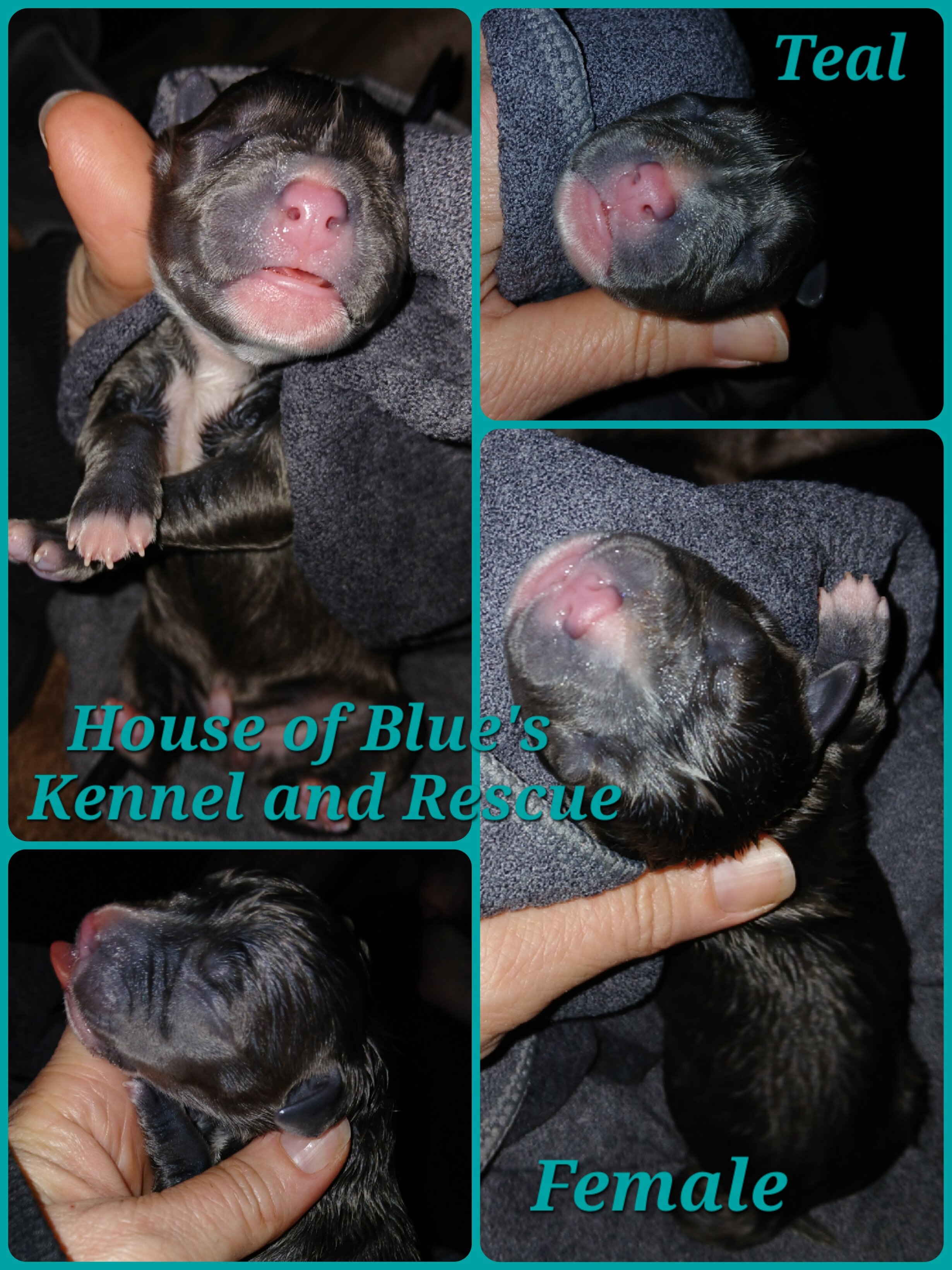 Blue Nose APBT Teal Female image 1
