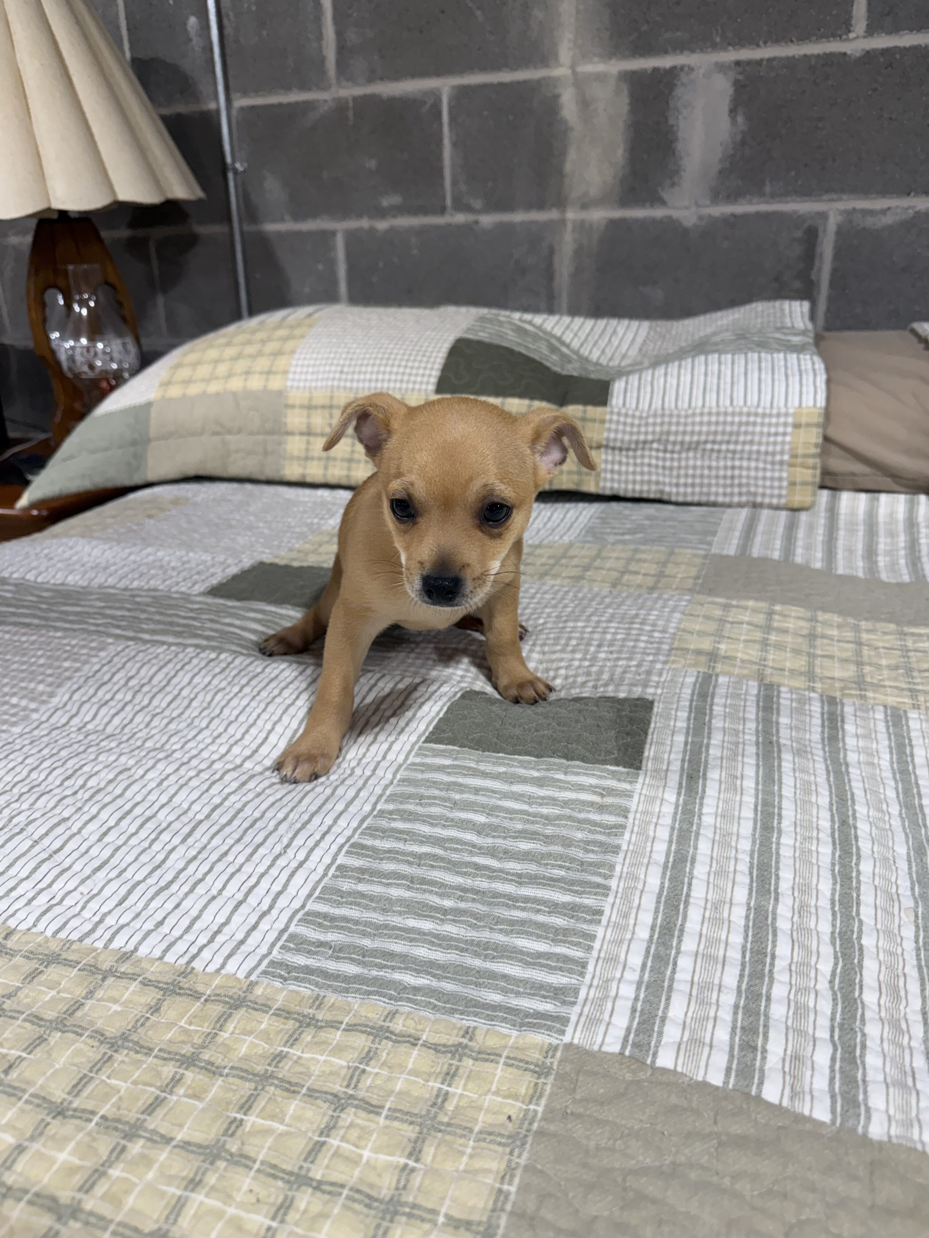 Benji Chihuahuas male image 2