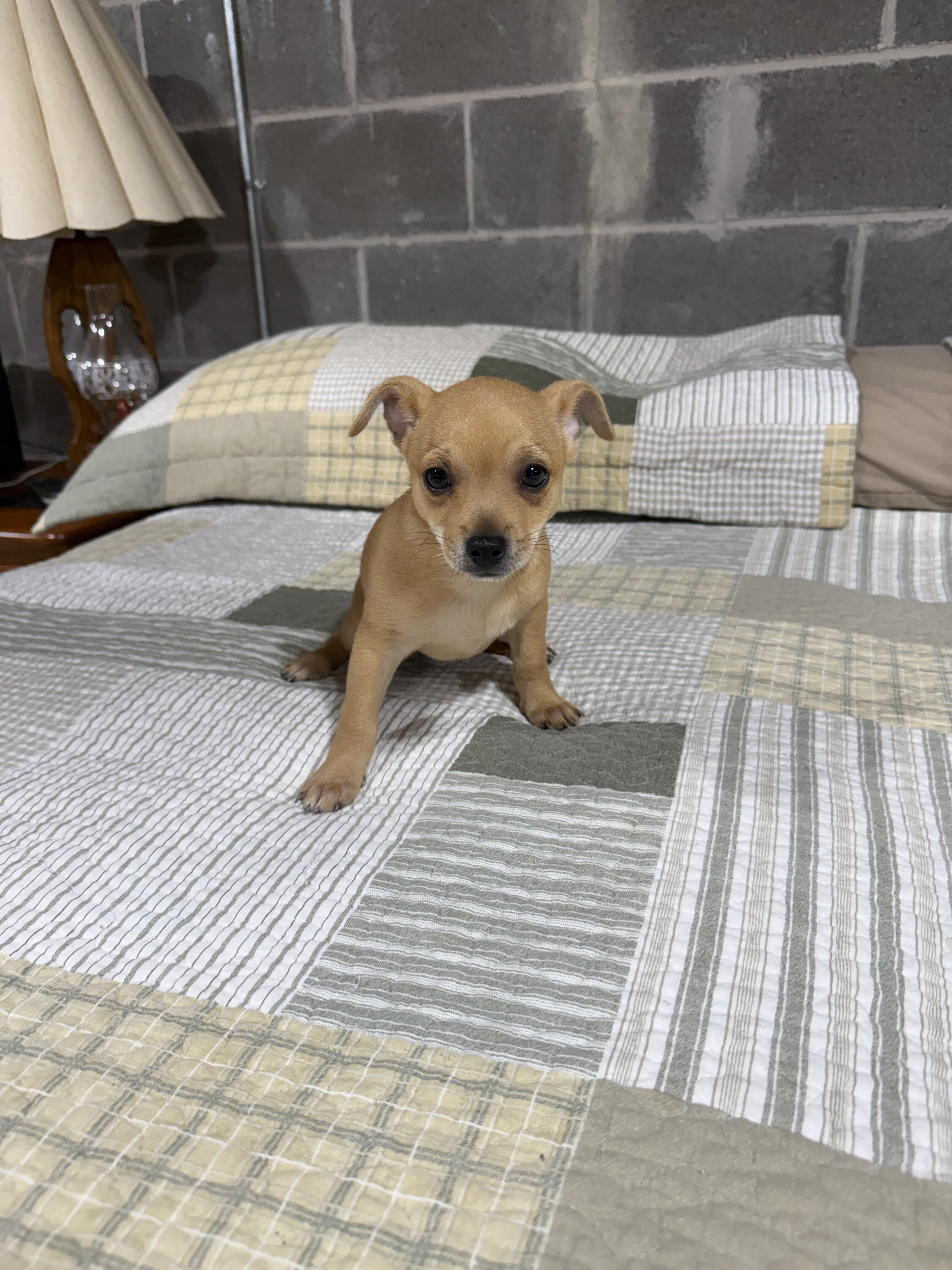 Benji Chihuahuas male image 3