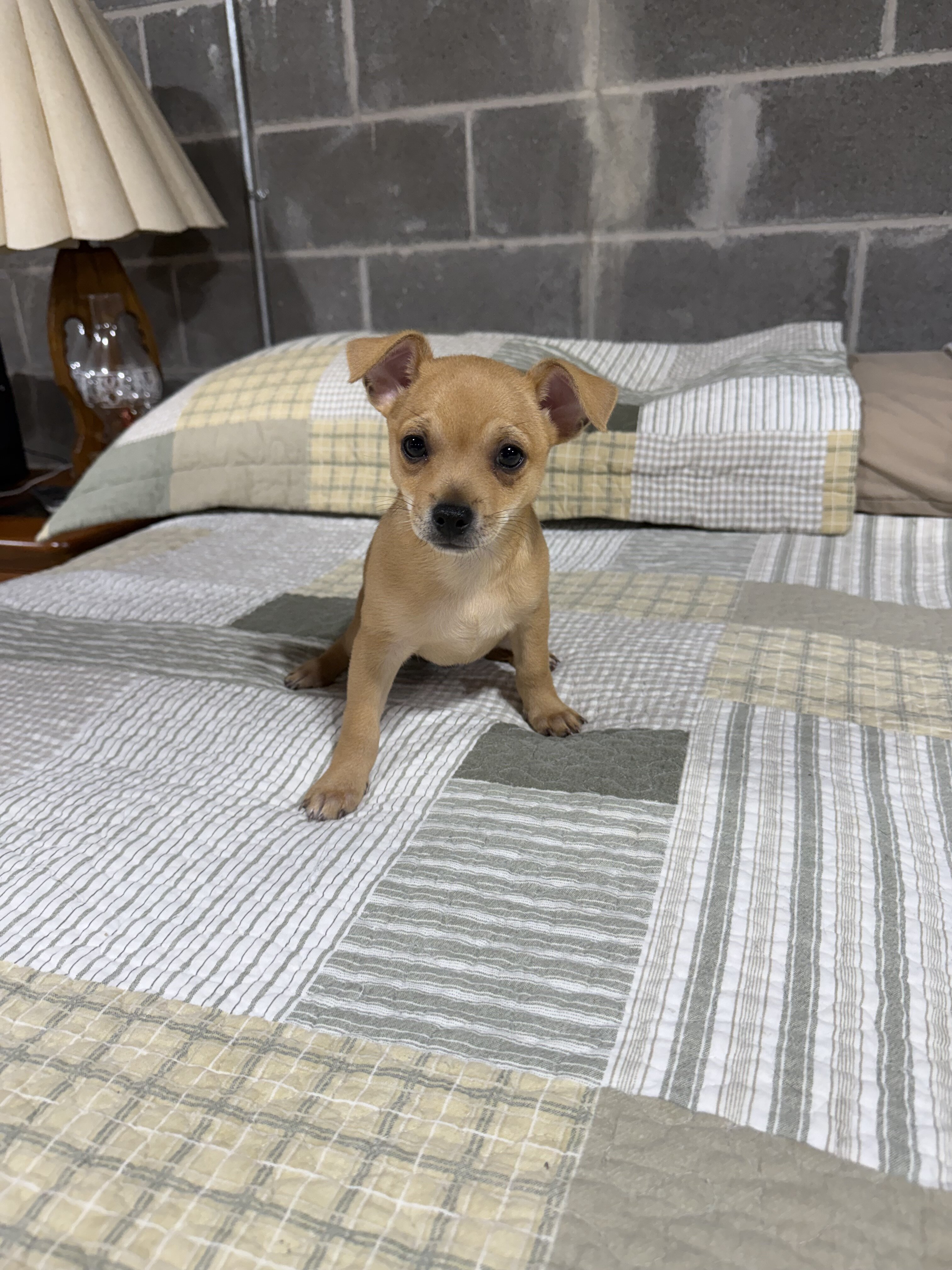 Benji Chihuahuas male image 5