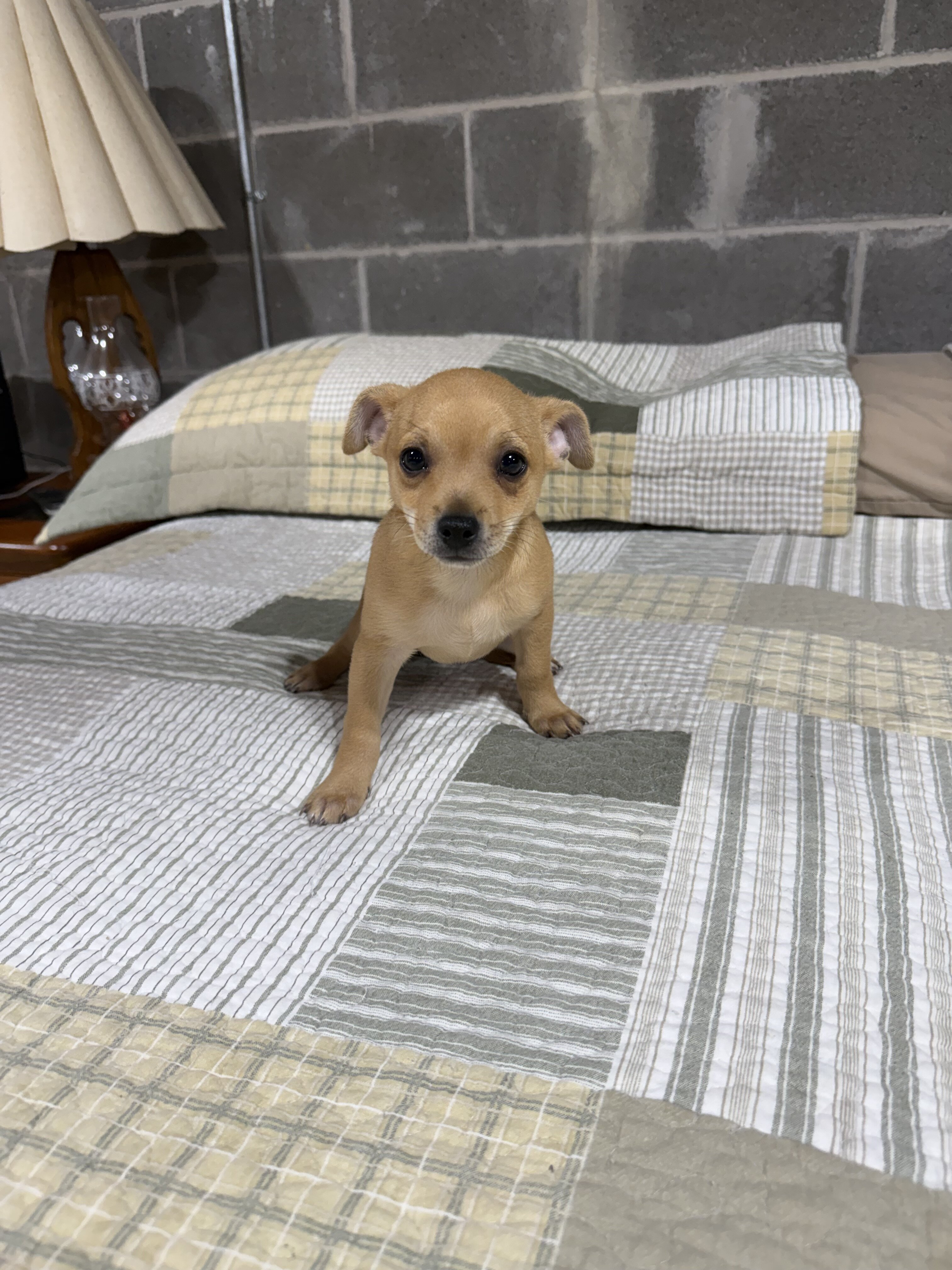Benji Chihuahuas male image 4
