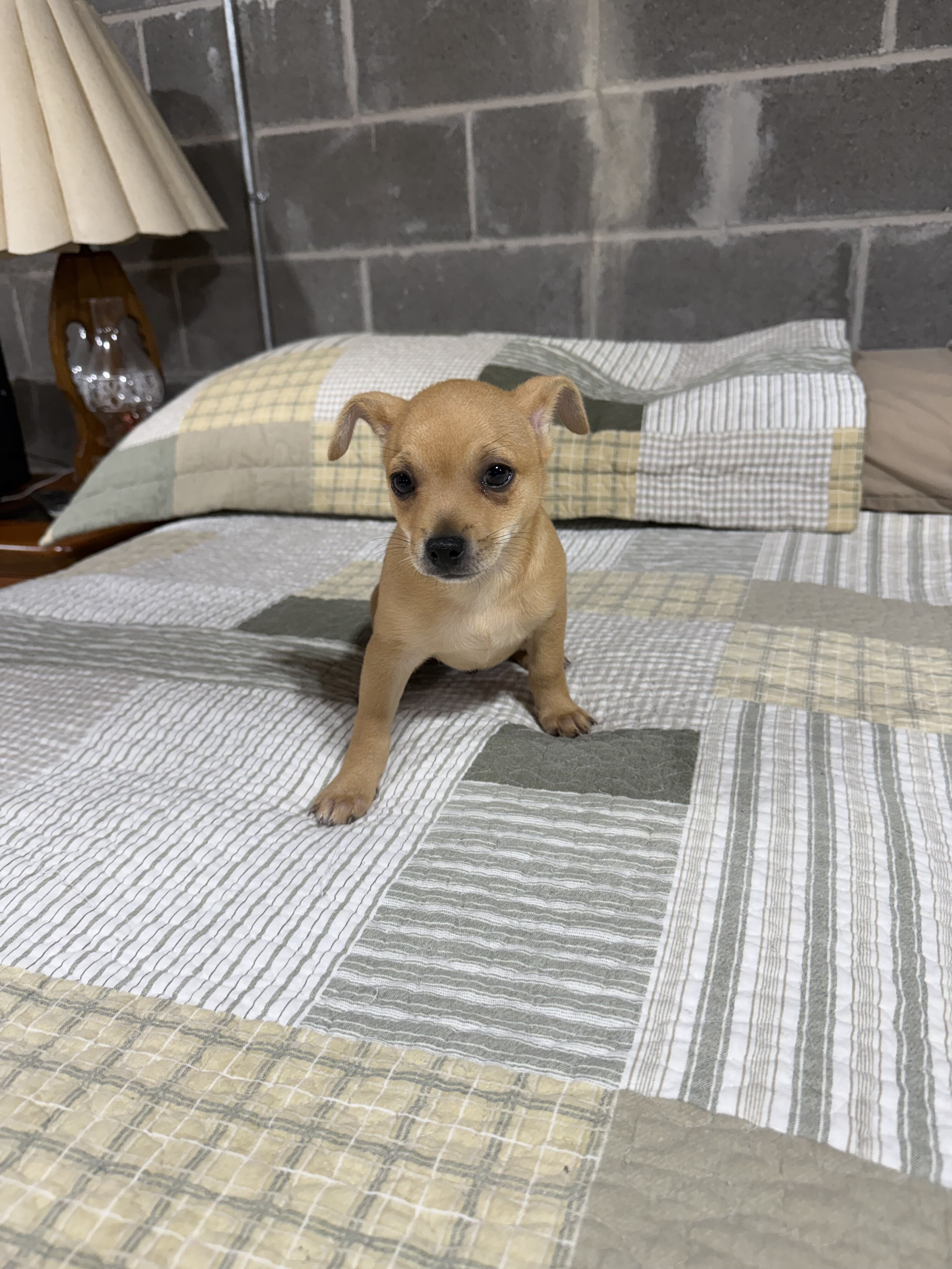 Benji Chihuahuas male image 1