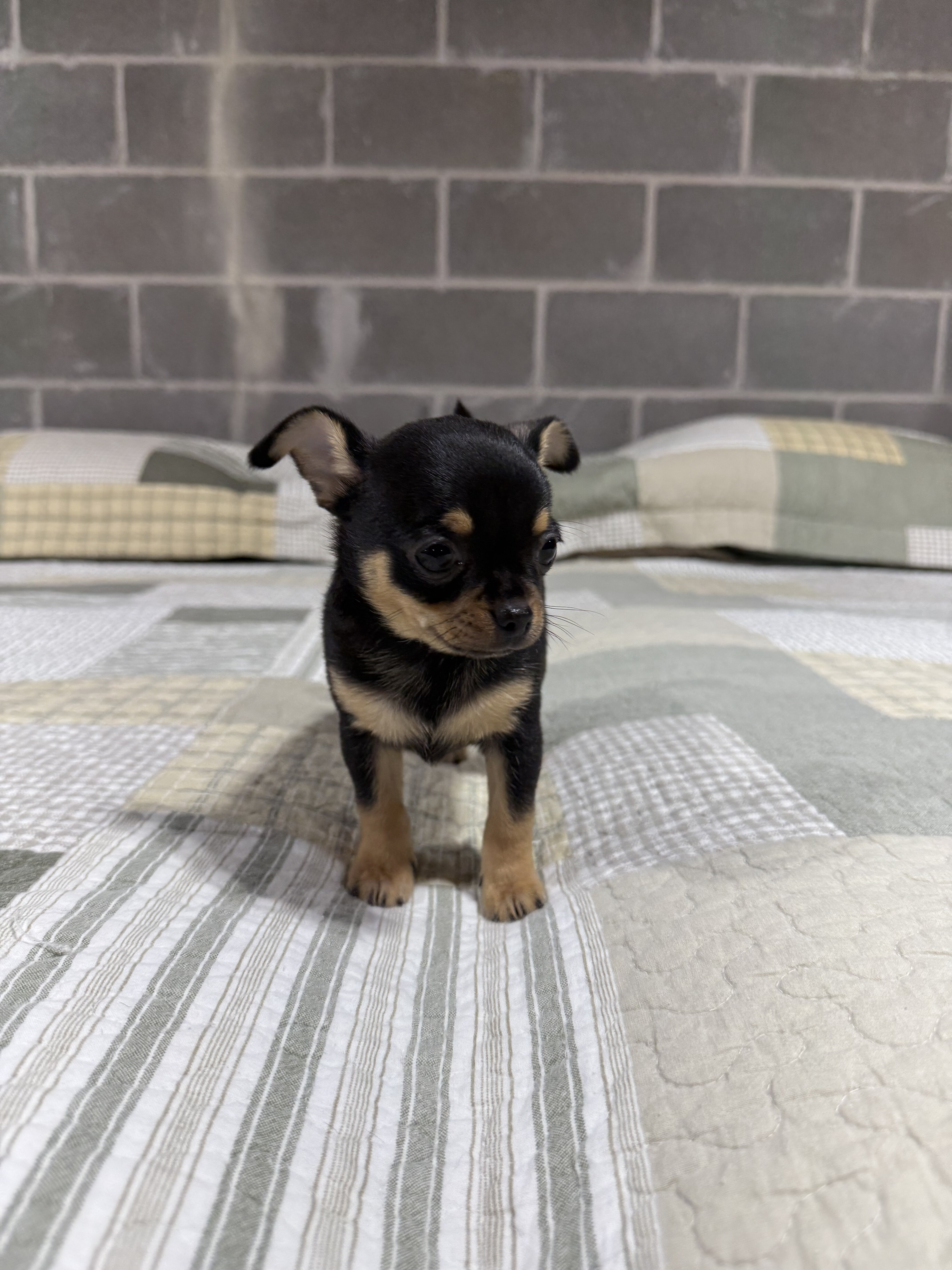 Benji Chihuahuas male image 6