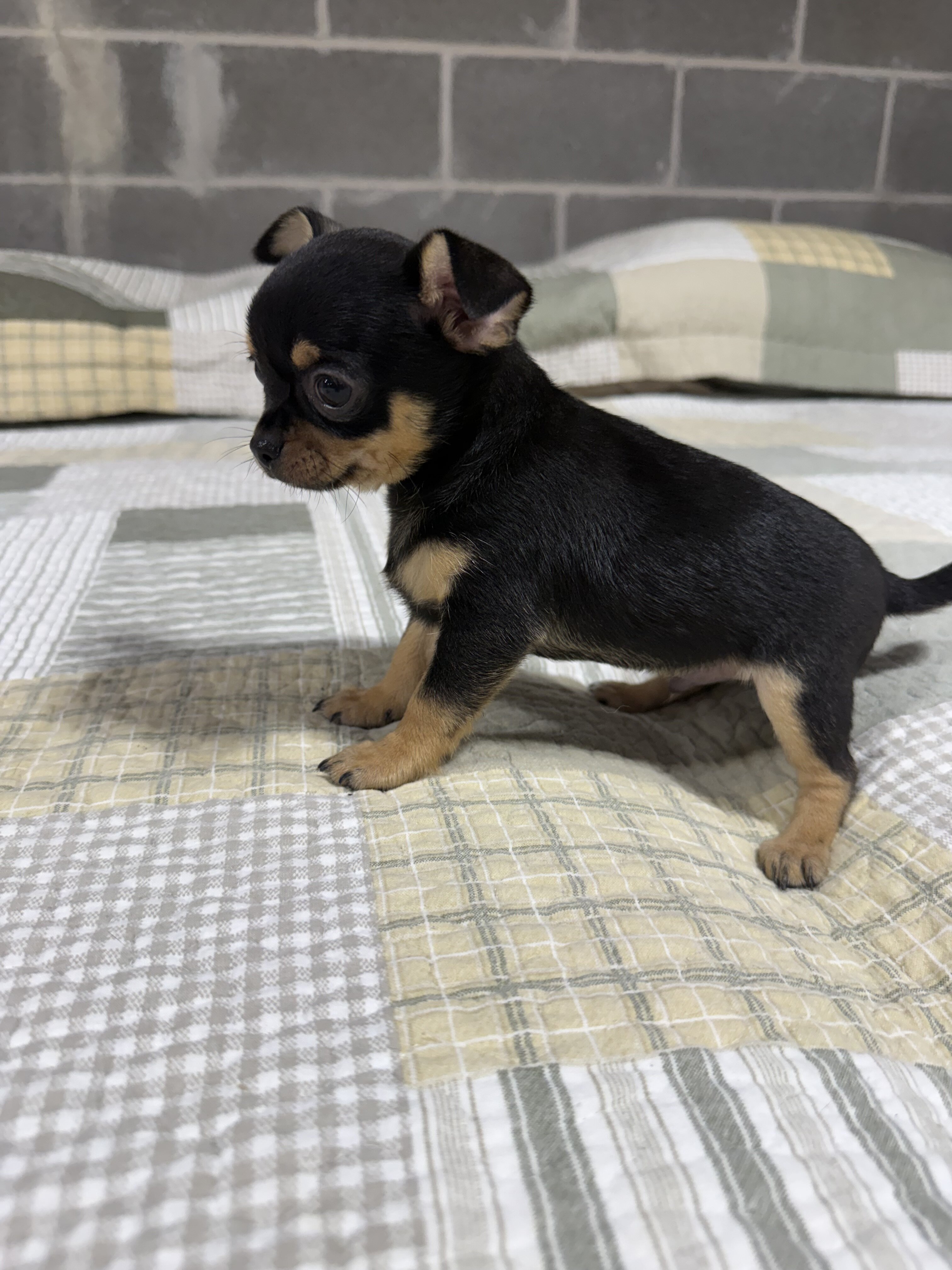 Peanut Chihuahua Male image 1