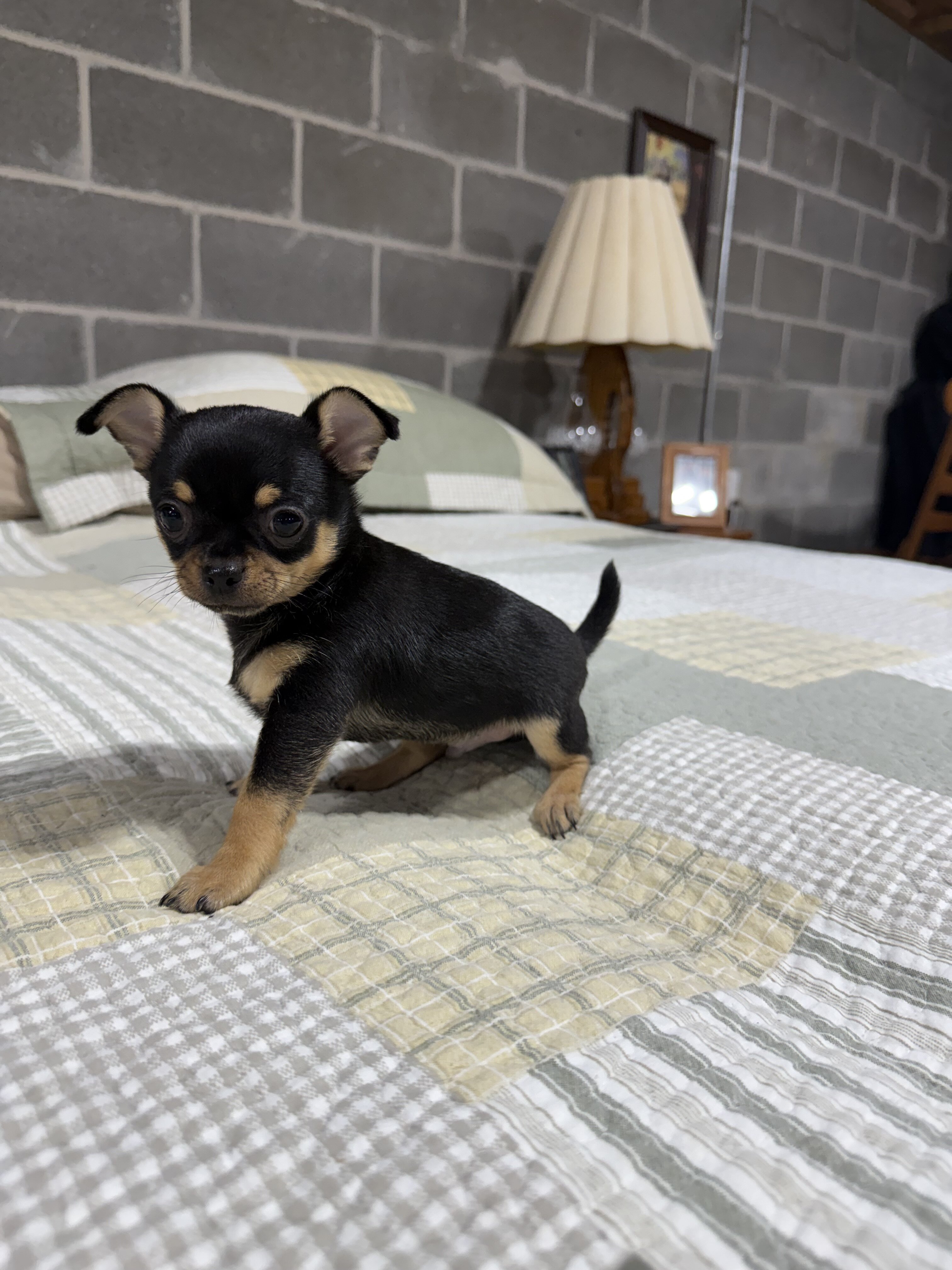 Peanut Chihuahua Male image 2
