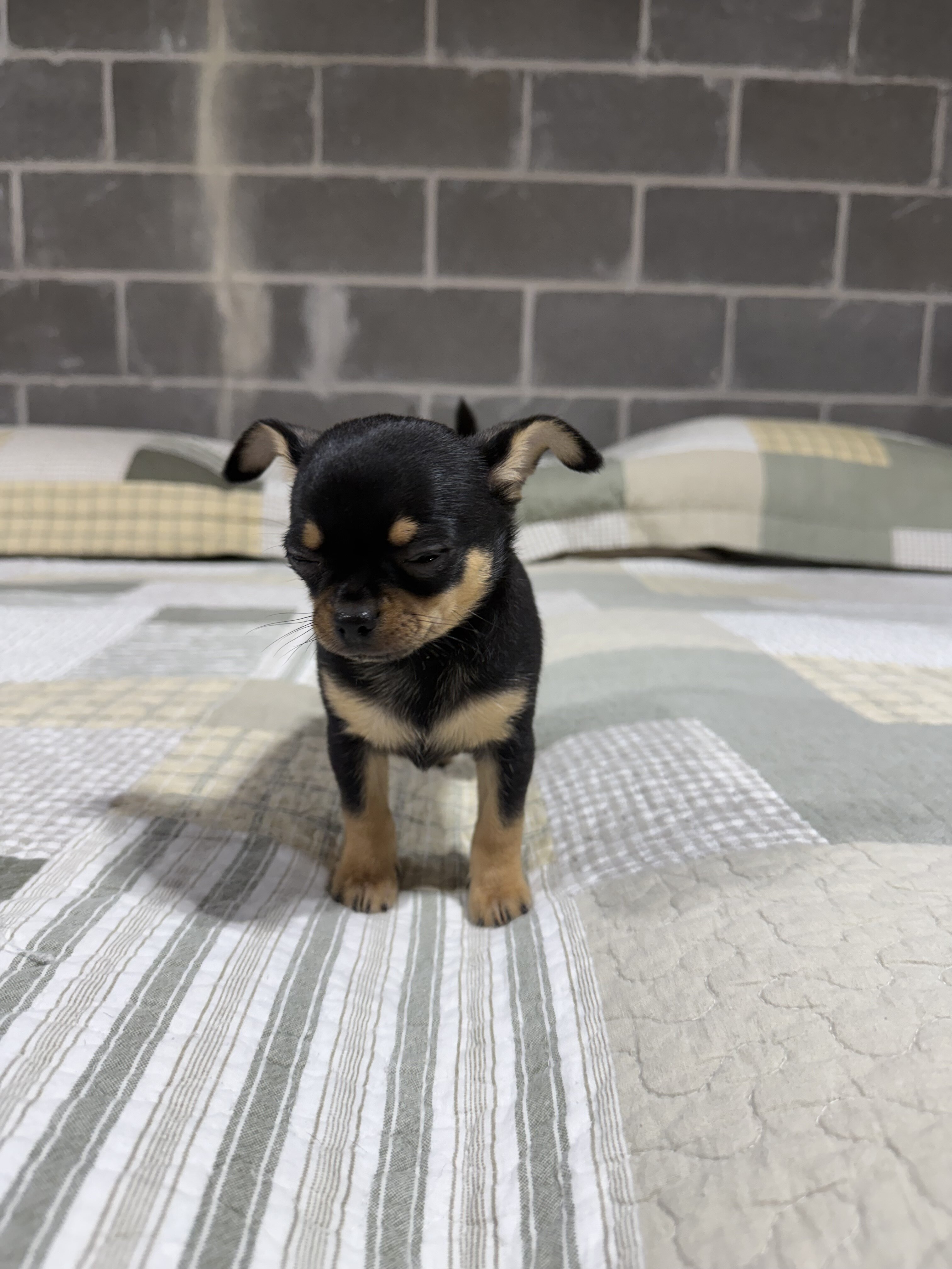 Peanut Chihuahua Male image 3