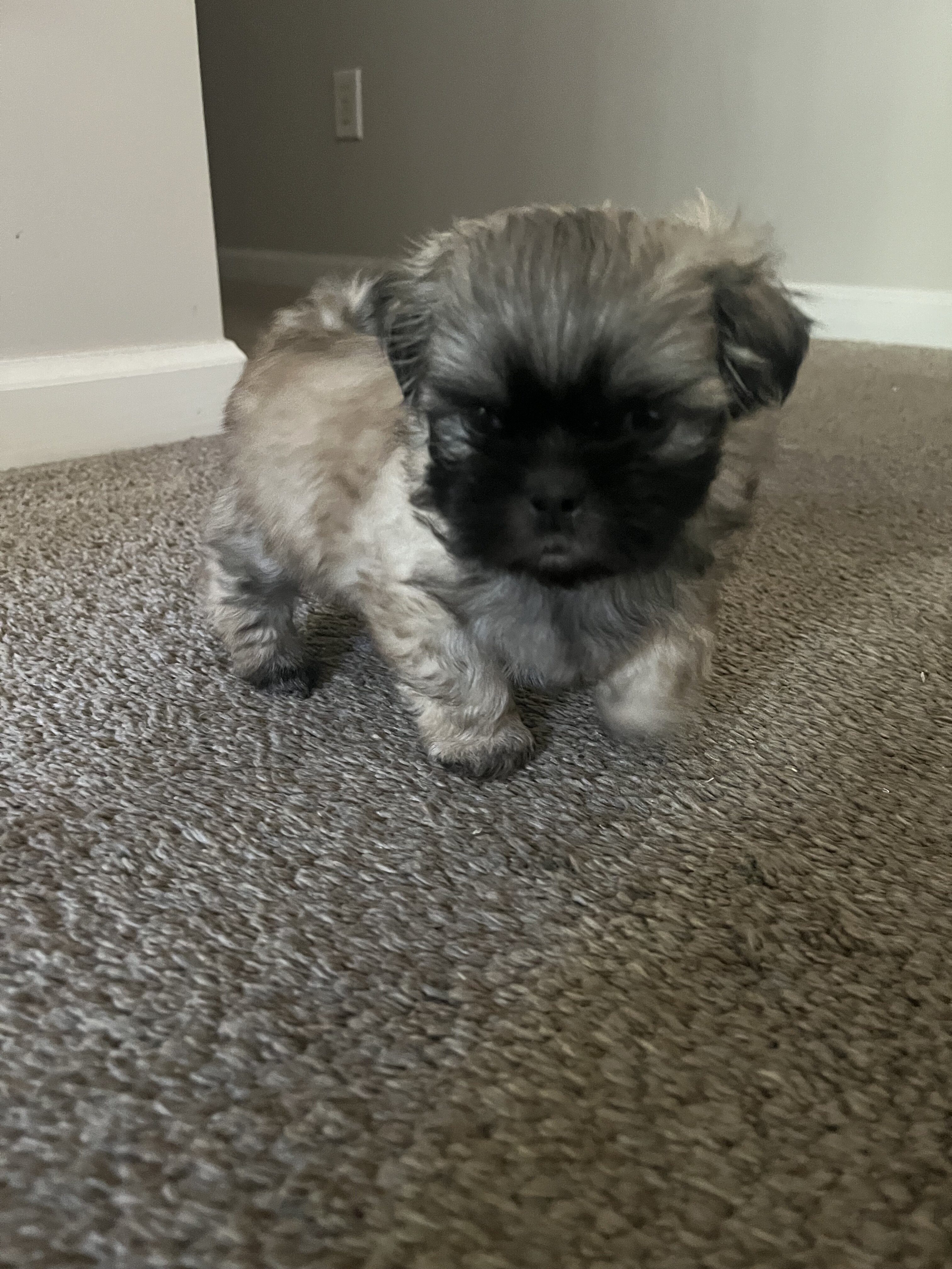 Puppy image 2
