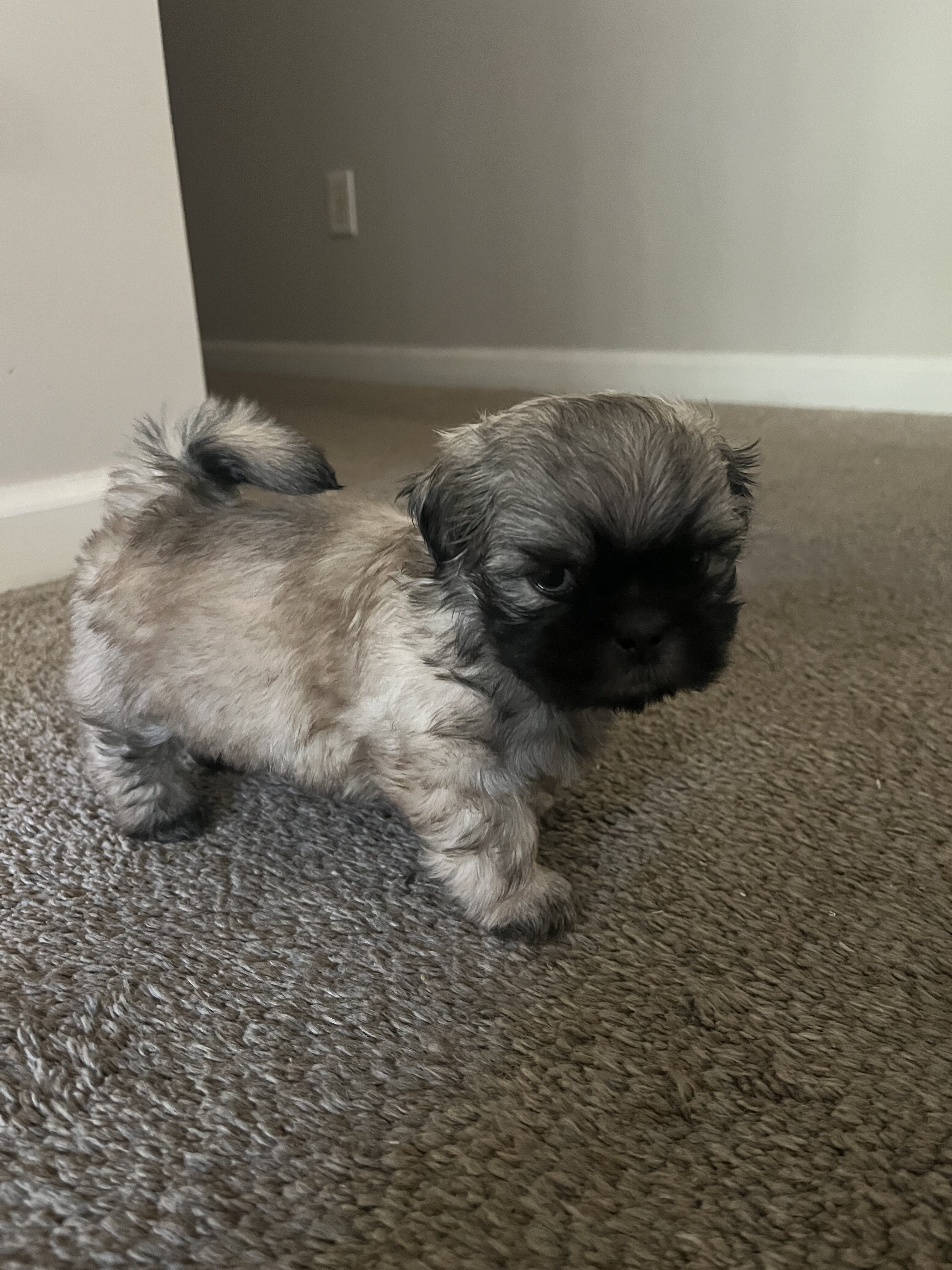 Puppy image 3