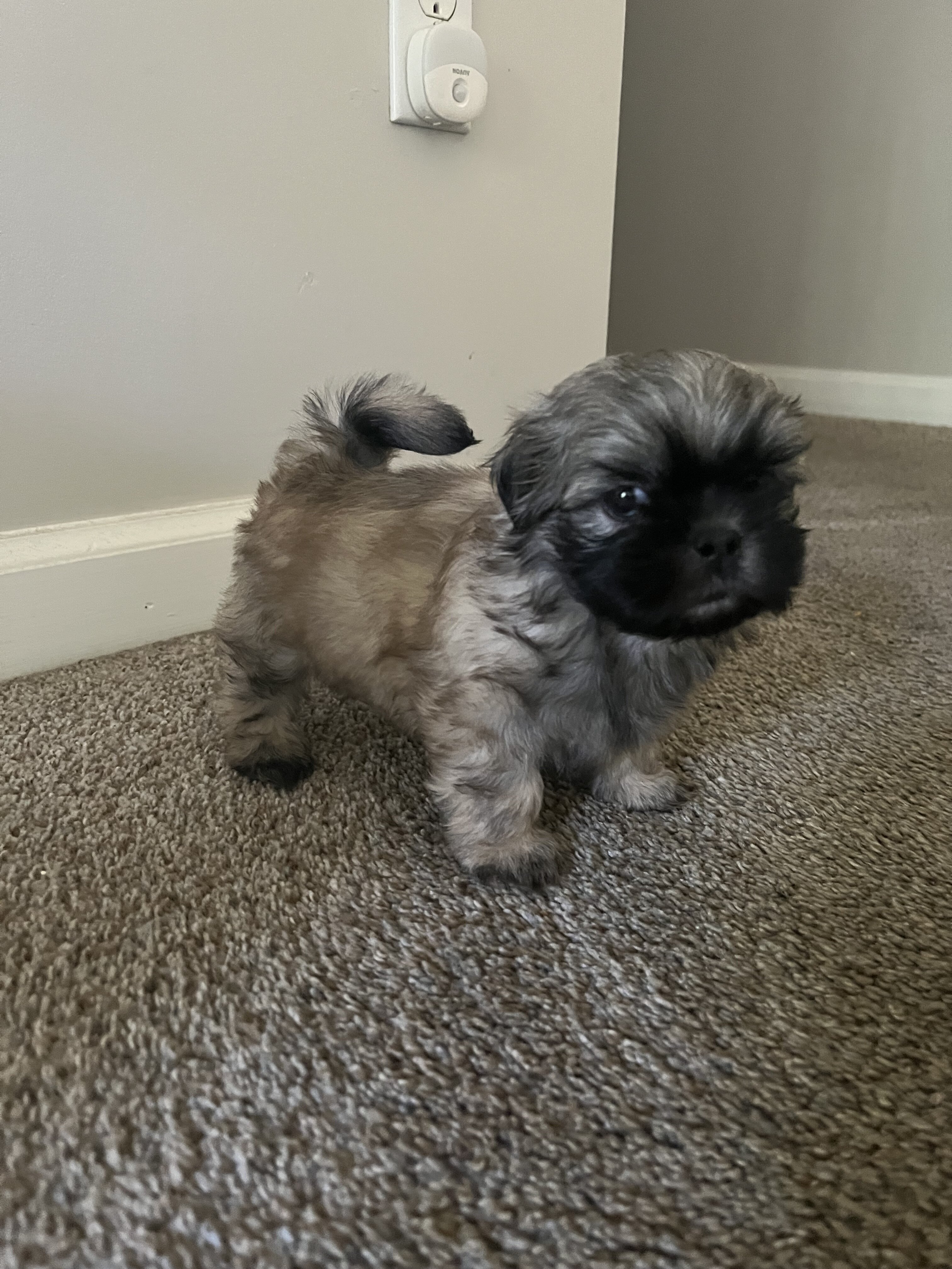 Puppy image 1