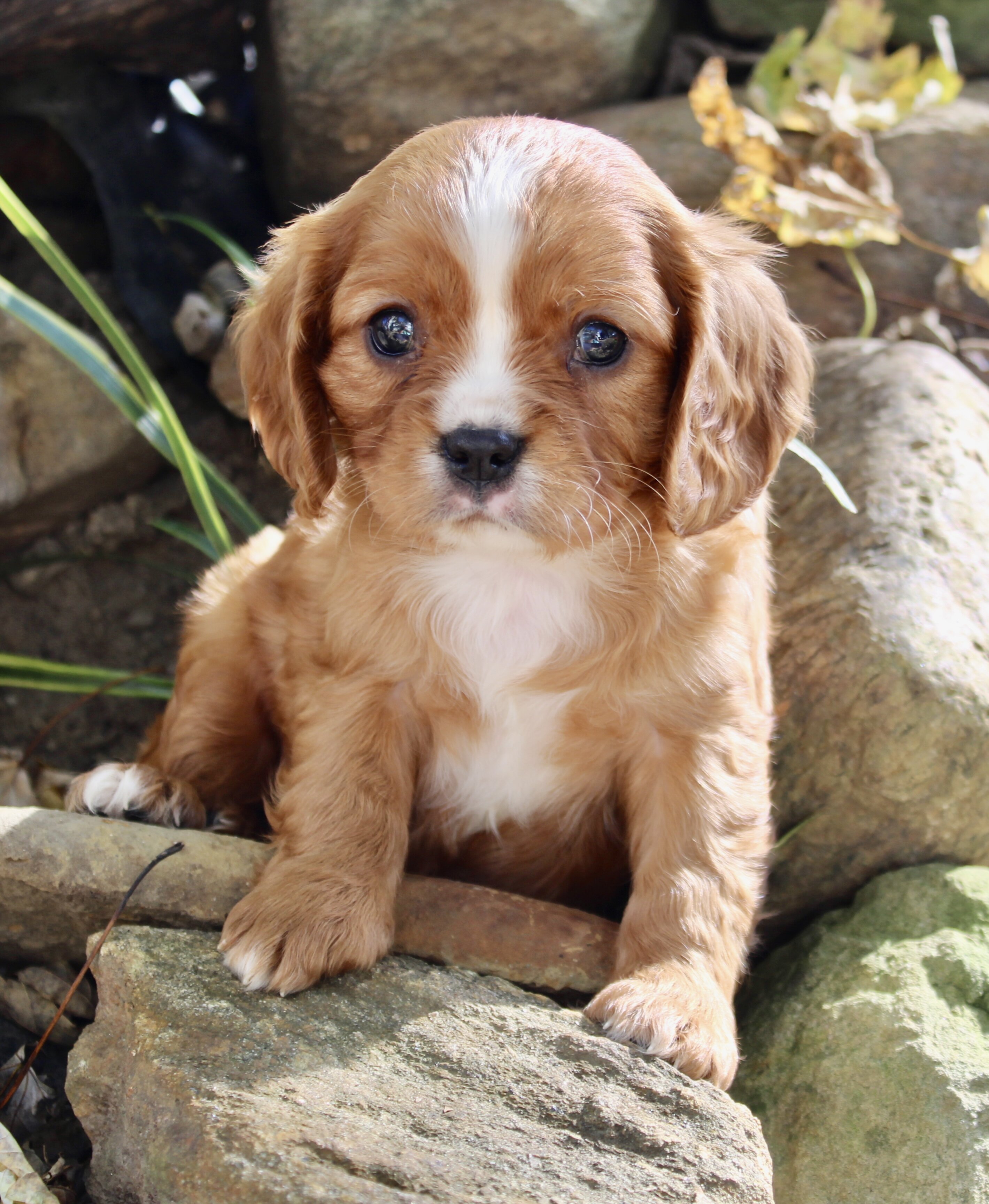 Tucker Male Cavalier image 6