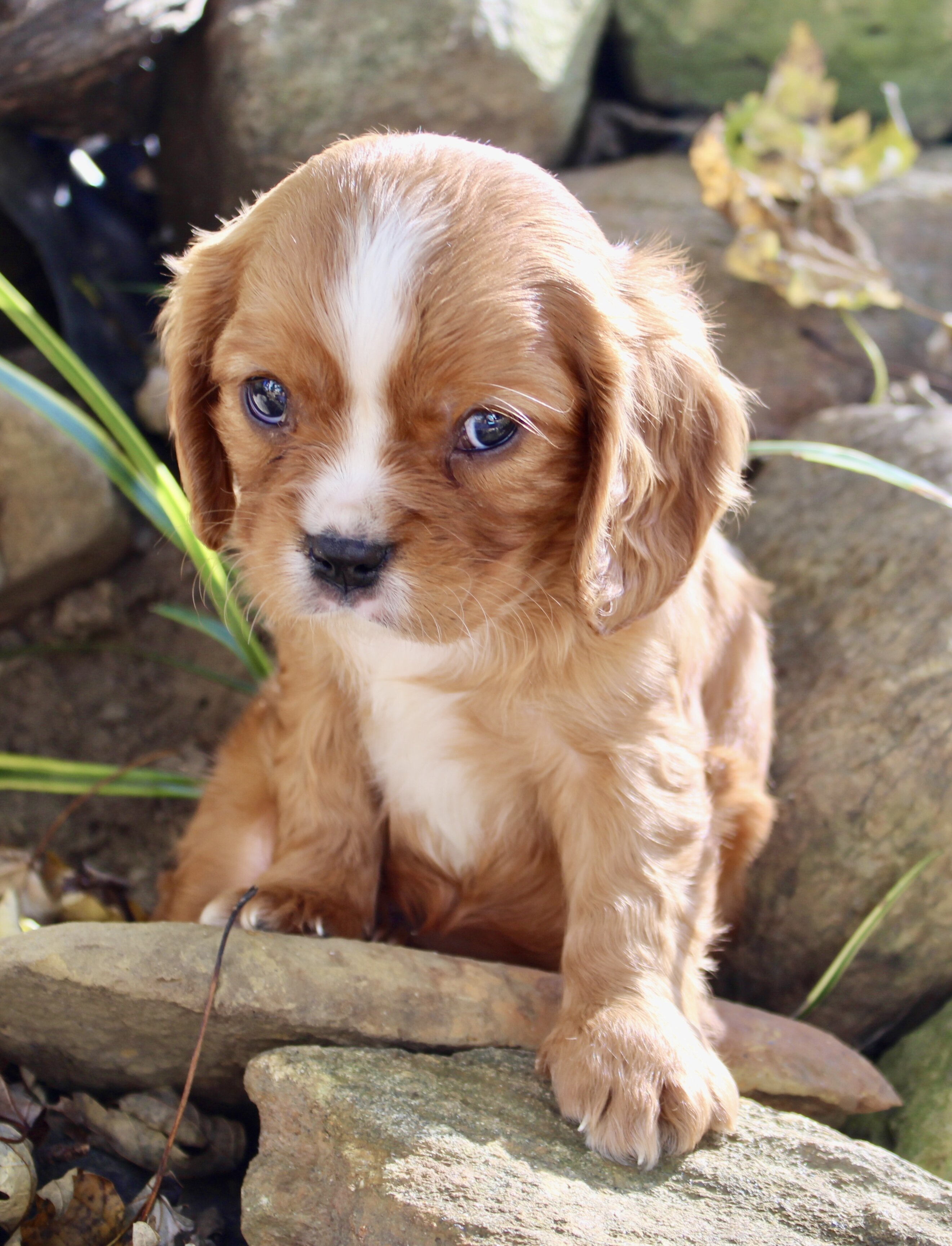 Tucker Male Cavalier image 7