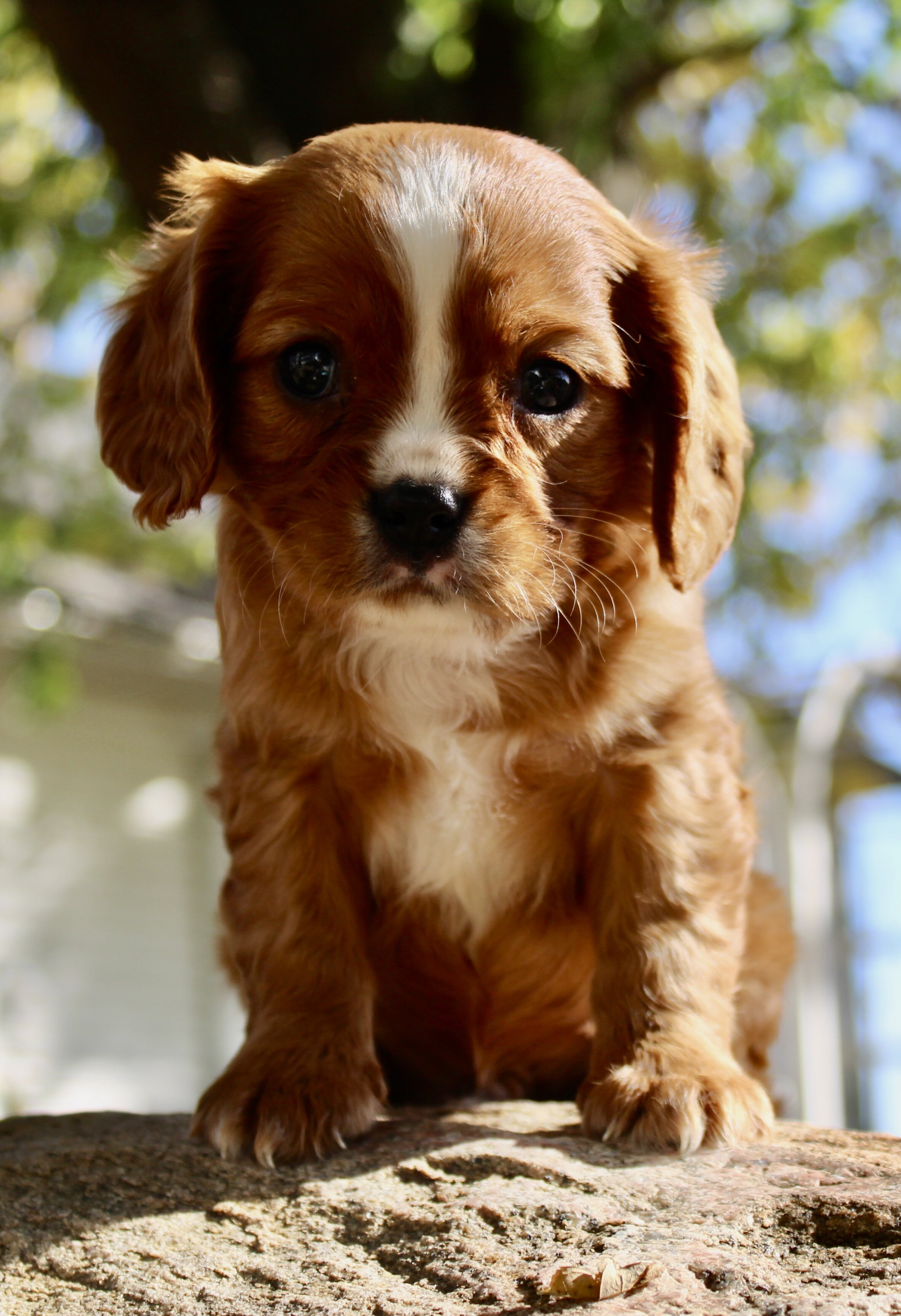 Tucker Male Cavalier image 4