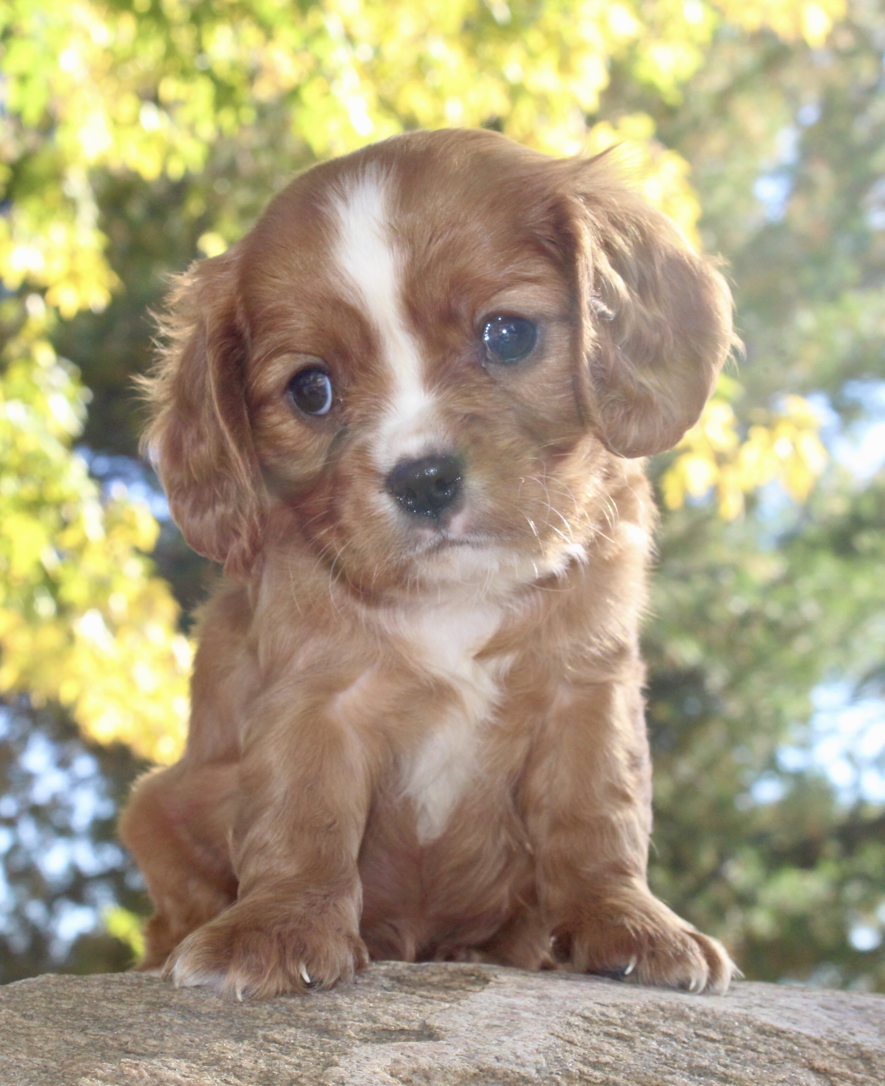 Tucker Male Cavalier image 5