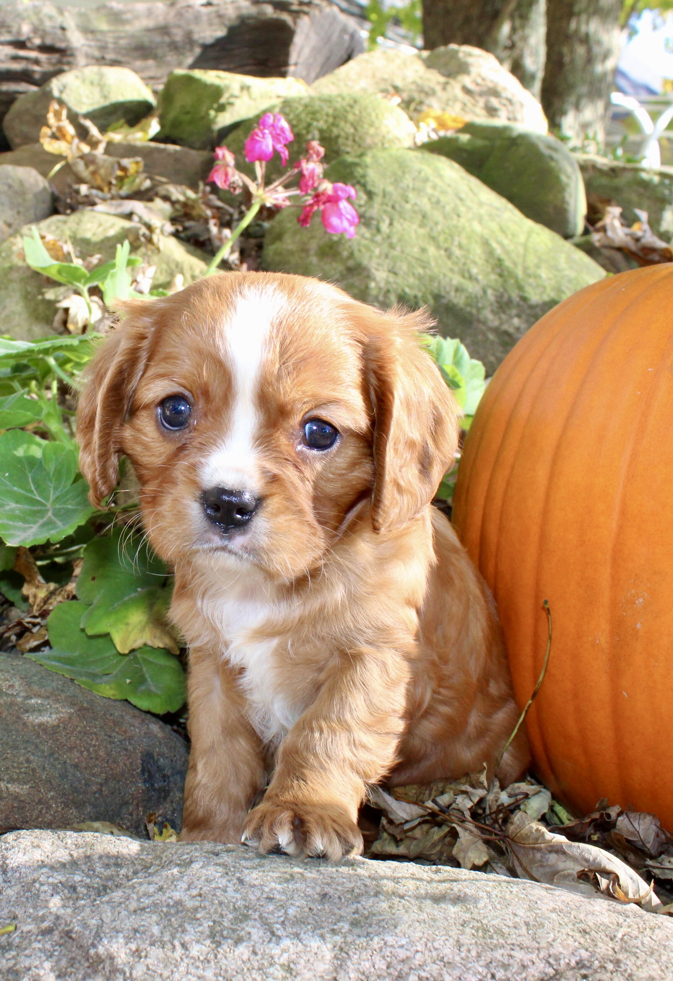 Tucker Male Cavalier image 8