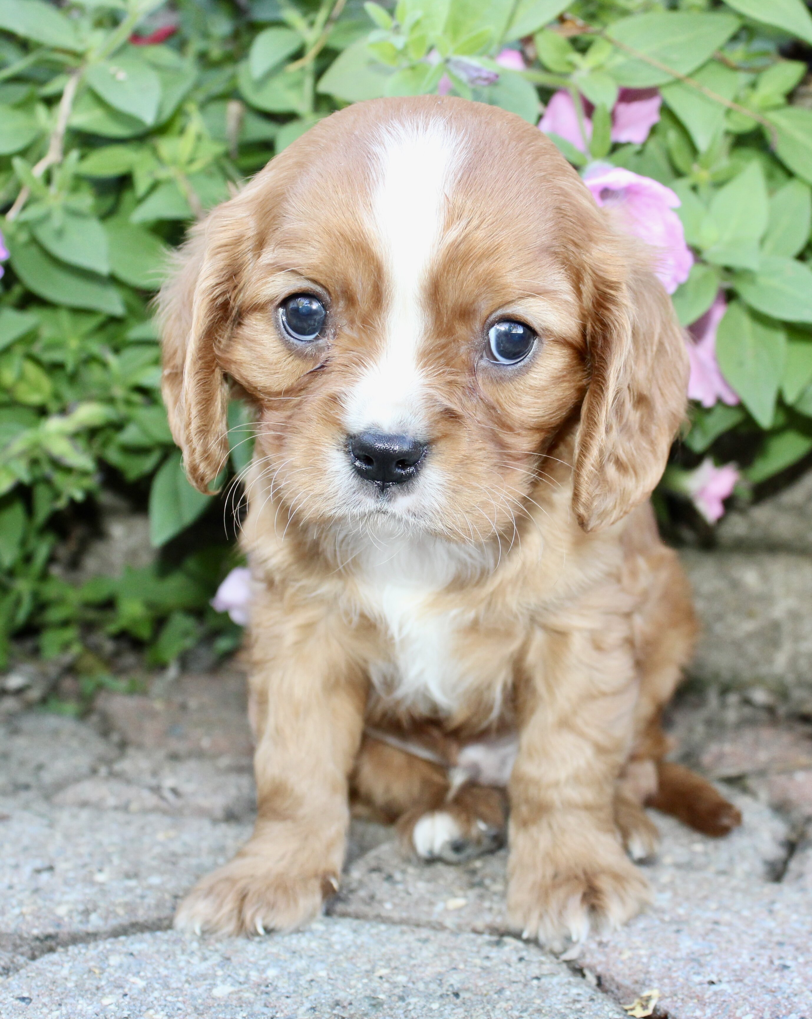 Tucker Male Cavalier image 3