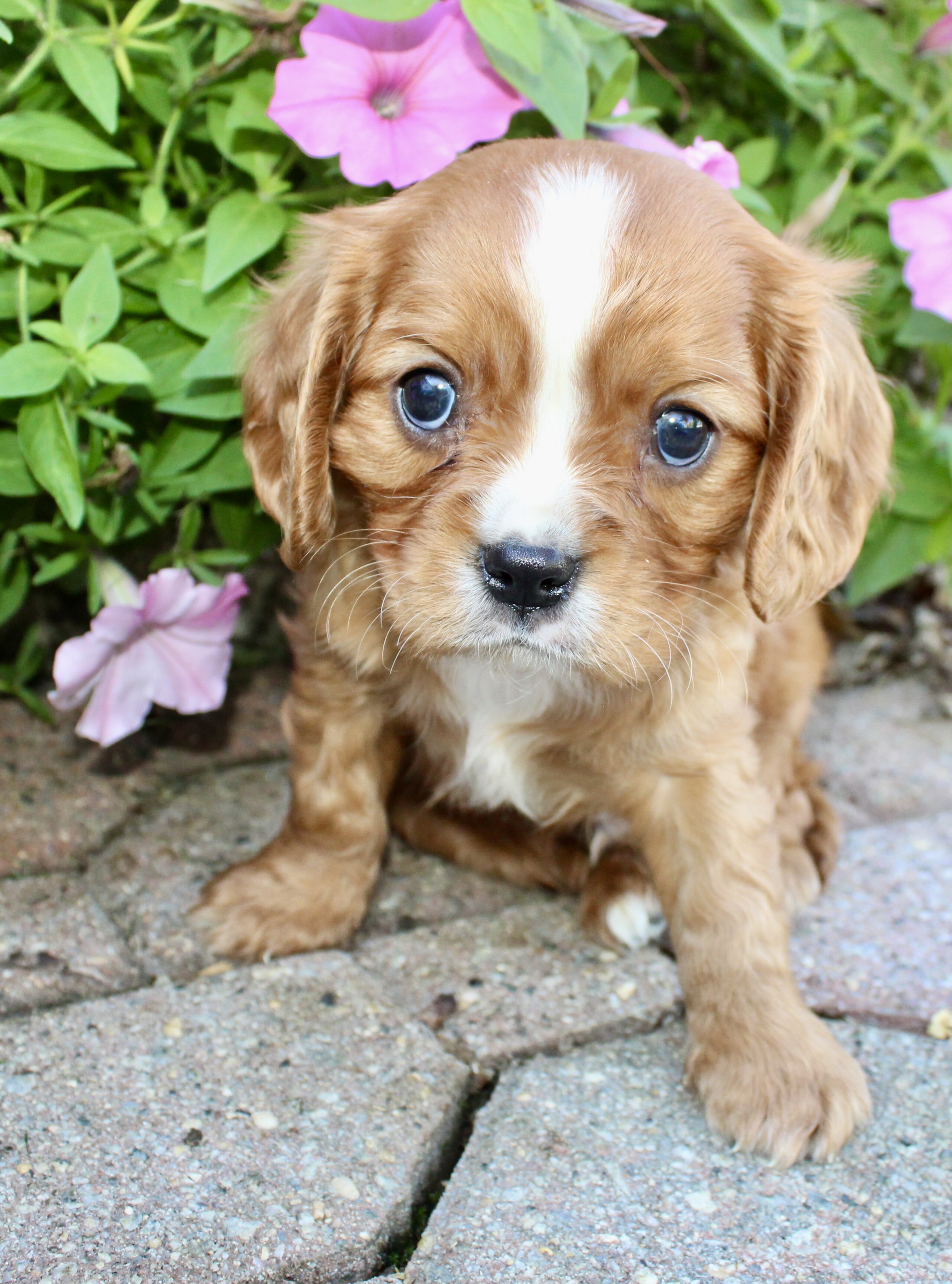 Tucker Male Cavalier image 2