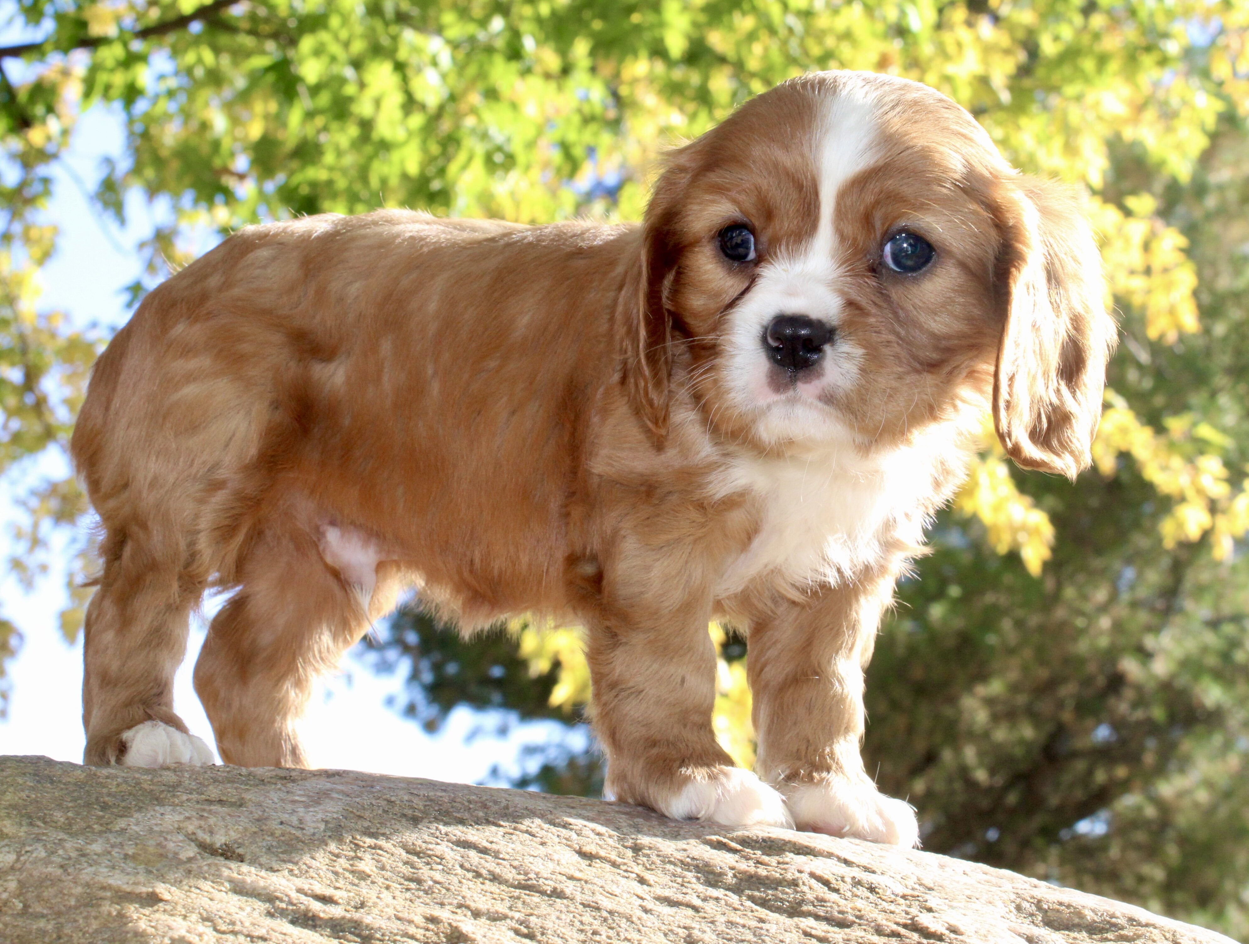 Mario Male Cavalier image 4