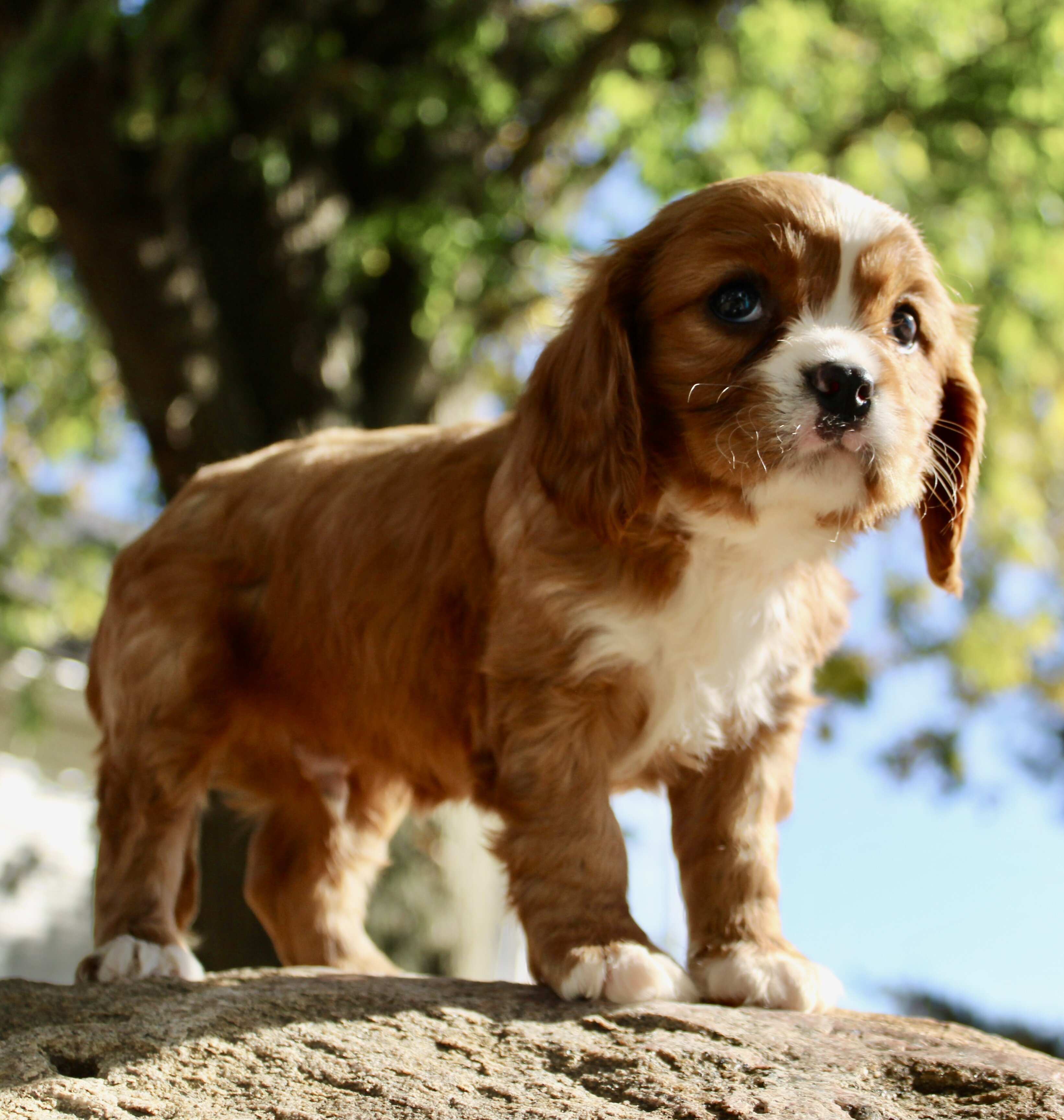 Mario Male Cavalier image 5
