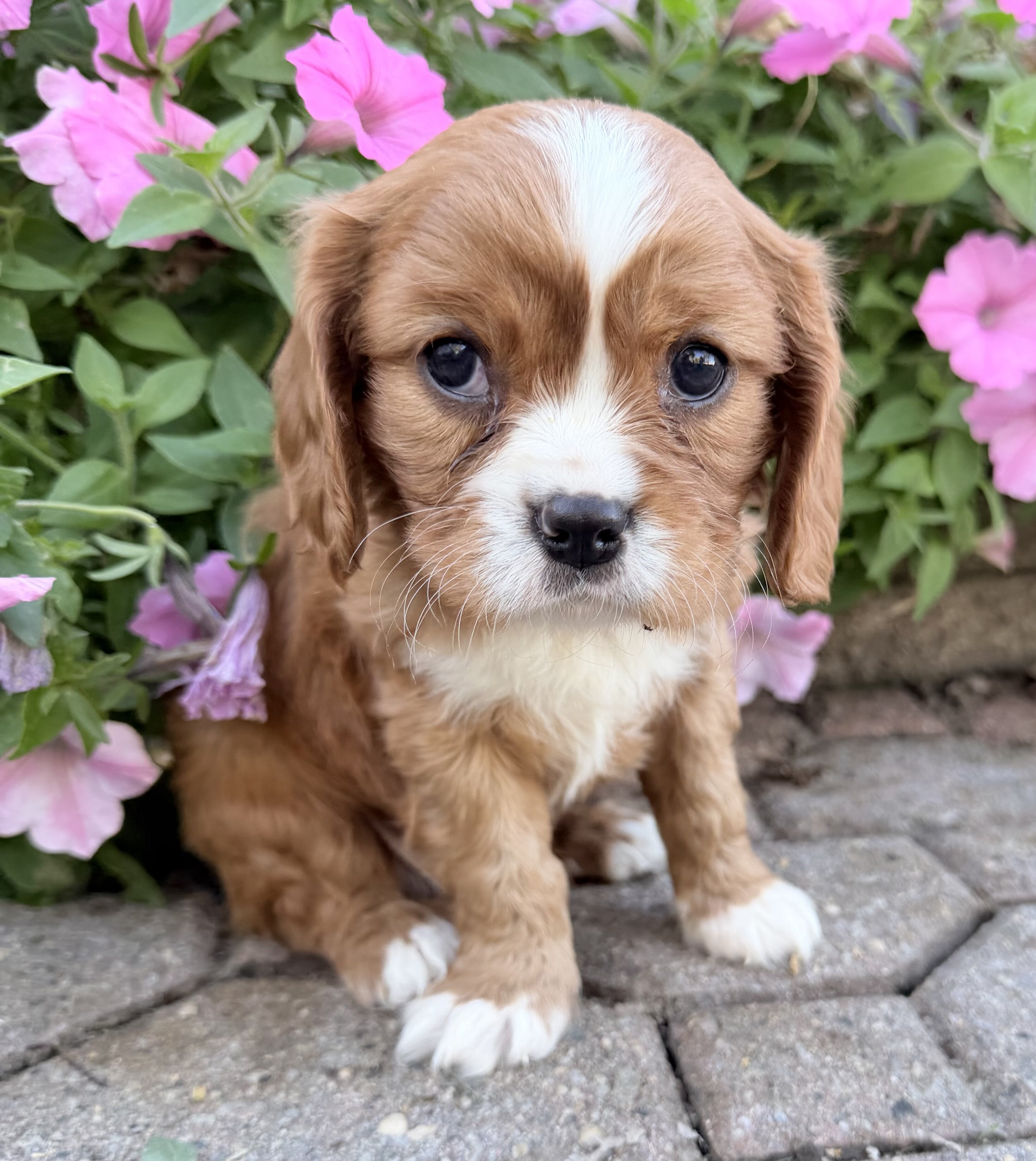 Mario Male Cavalier image 8