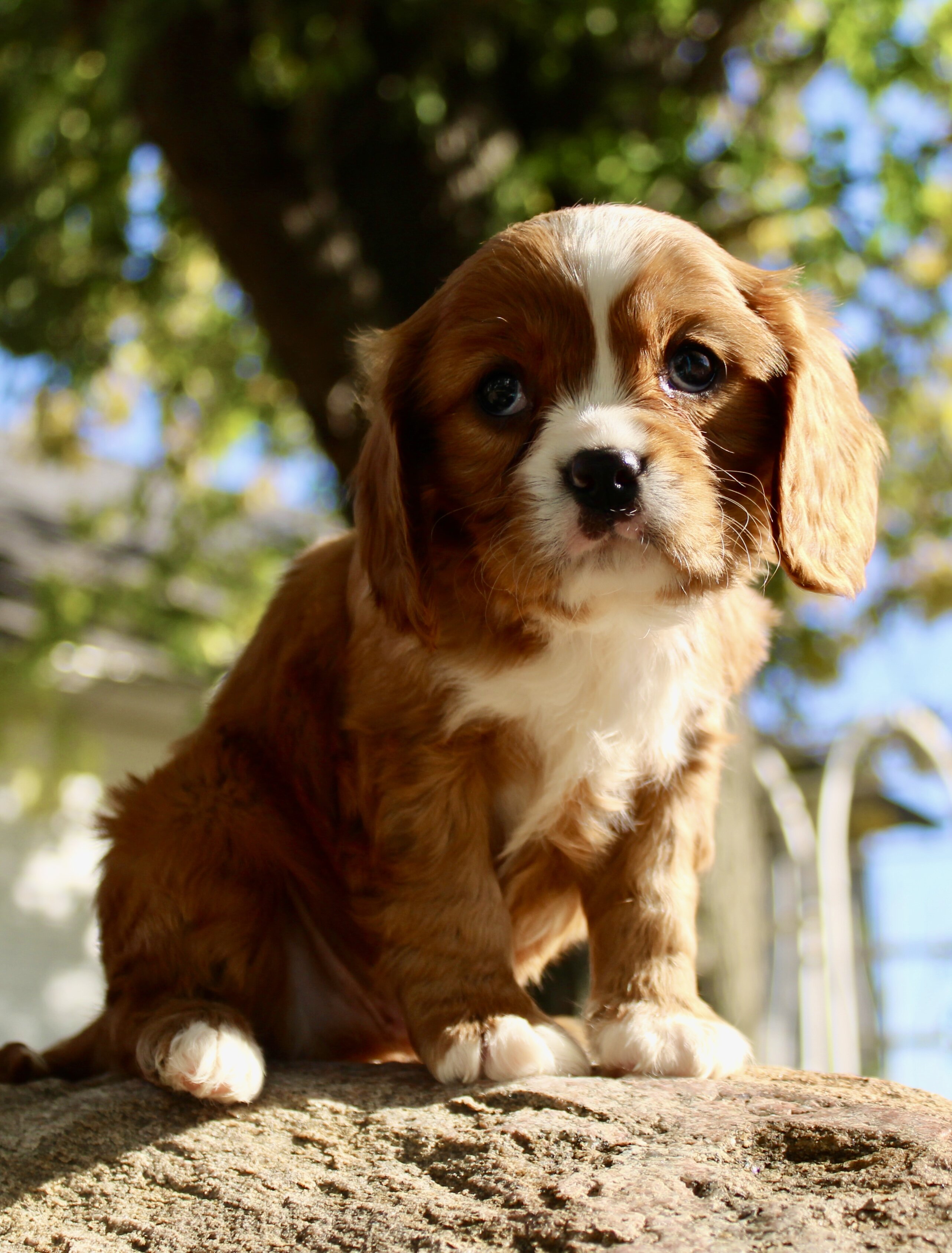 Mario Male Cavalier image 6