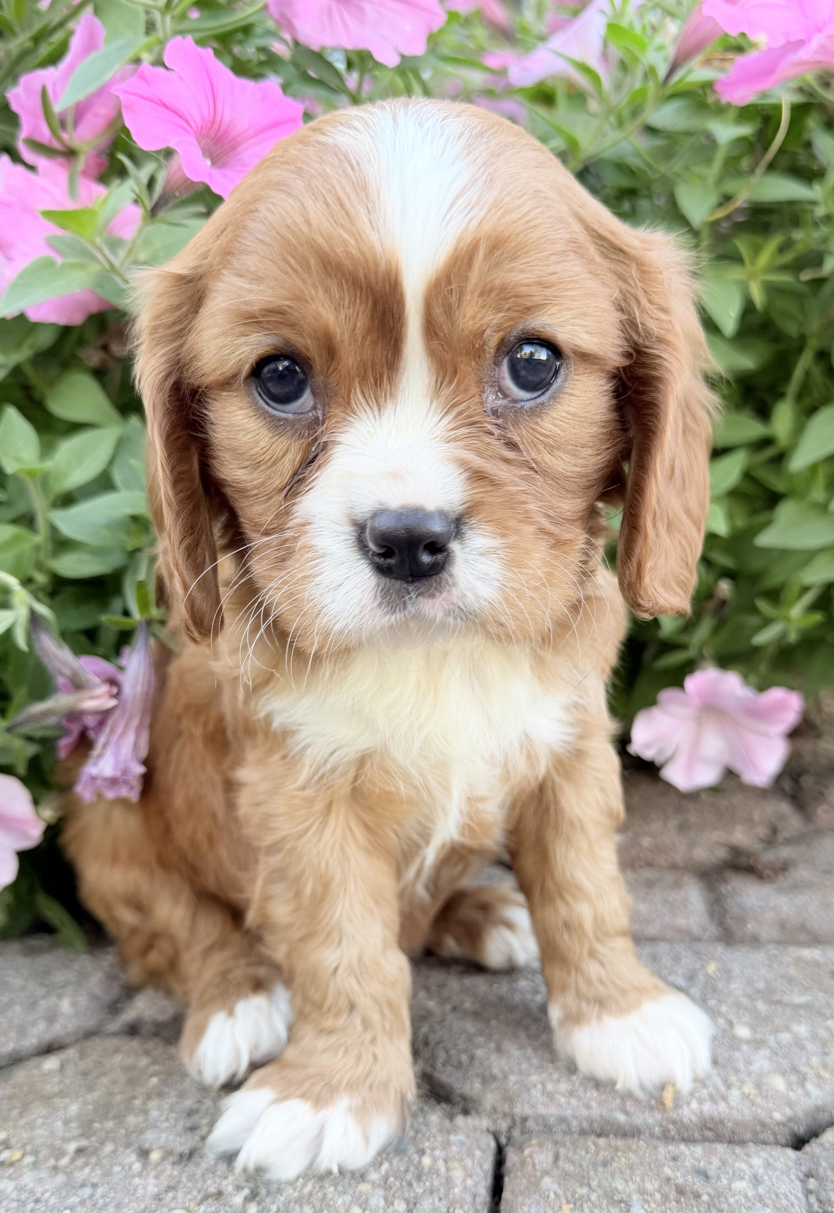 Mario Male Cavalier image 7