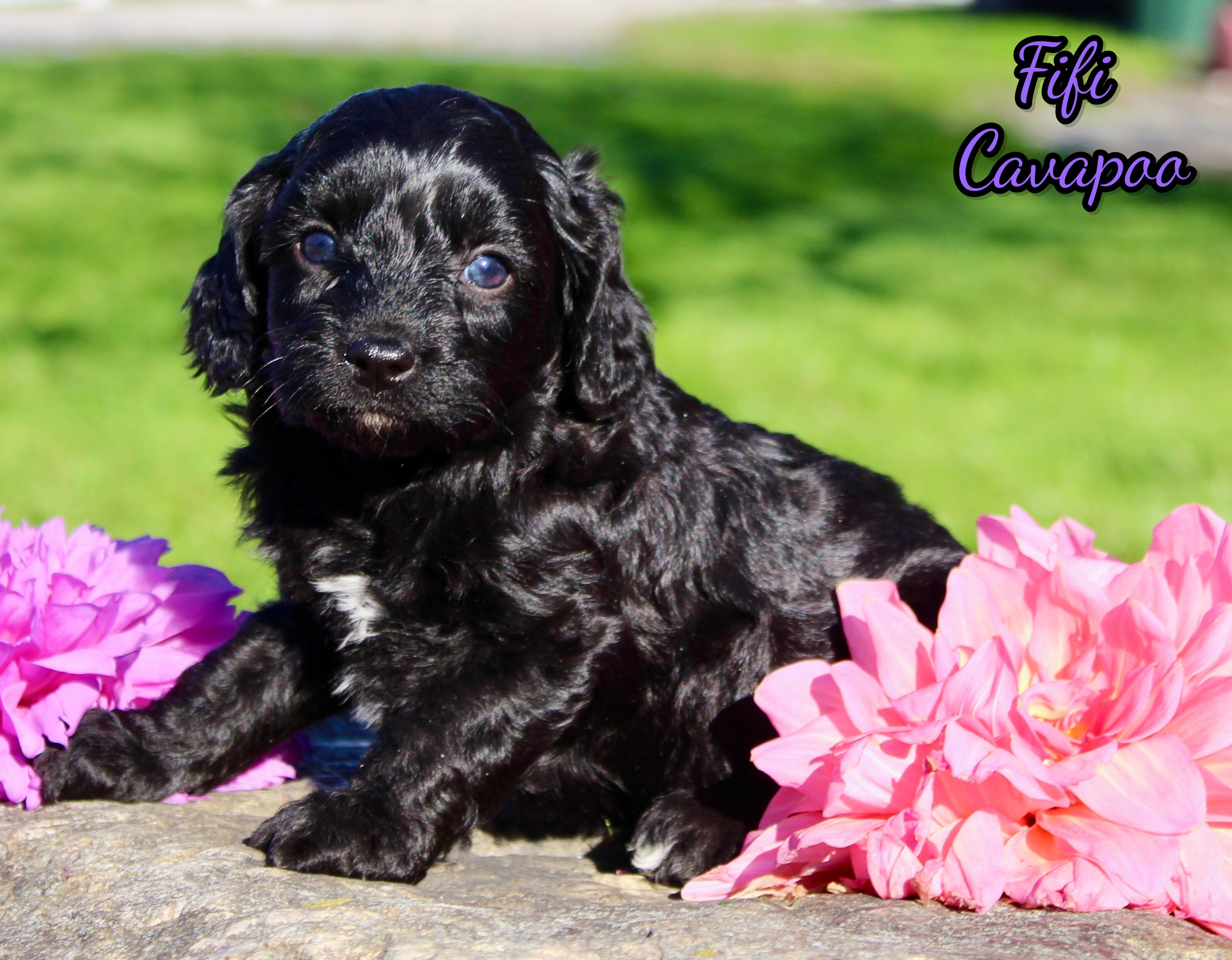 Fifi Female Cavapoo image 1