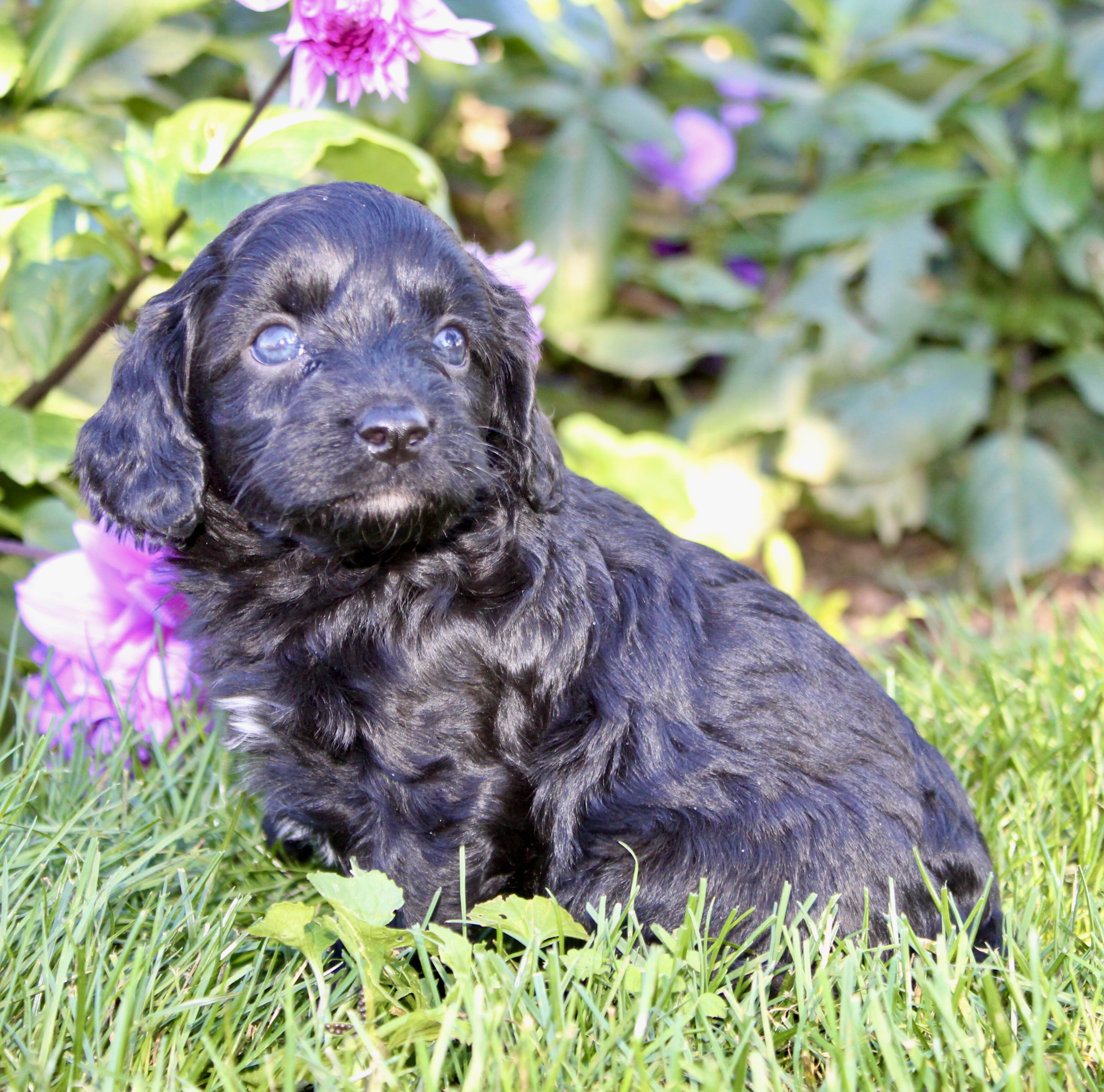 Fifi Female Cavapoo image 7