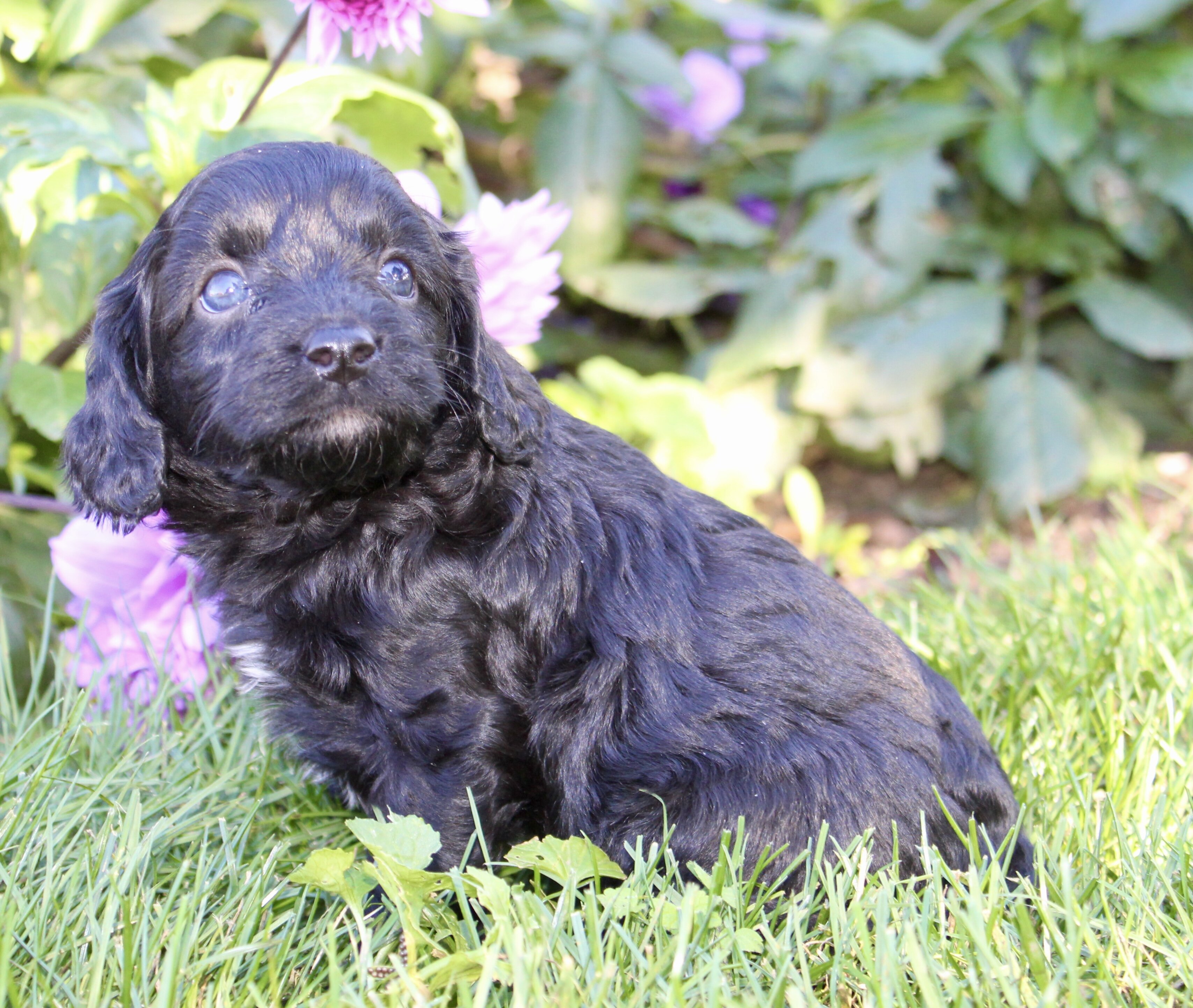Fifi Female Cavapoo image 8