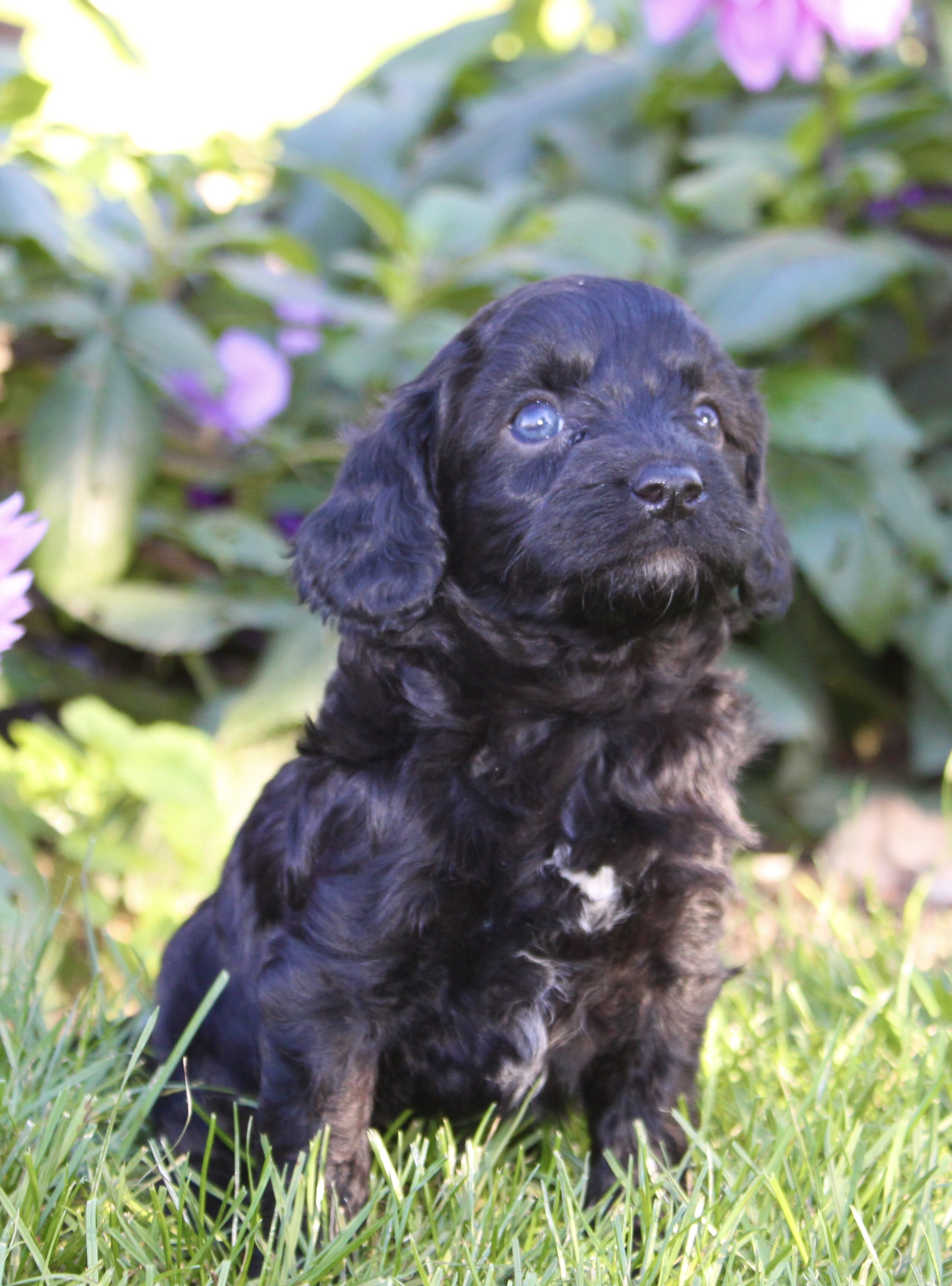 Fifi Female Cavapoo image 5