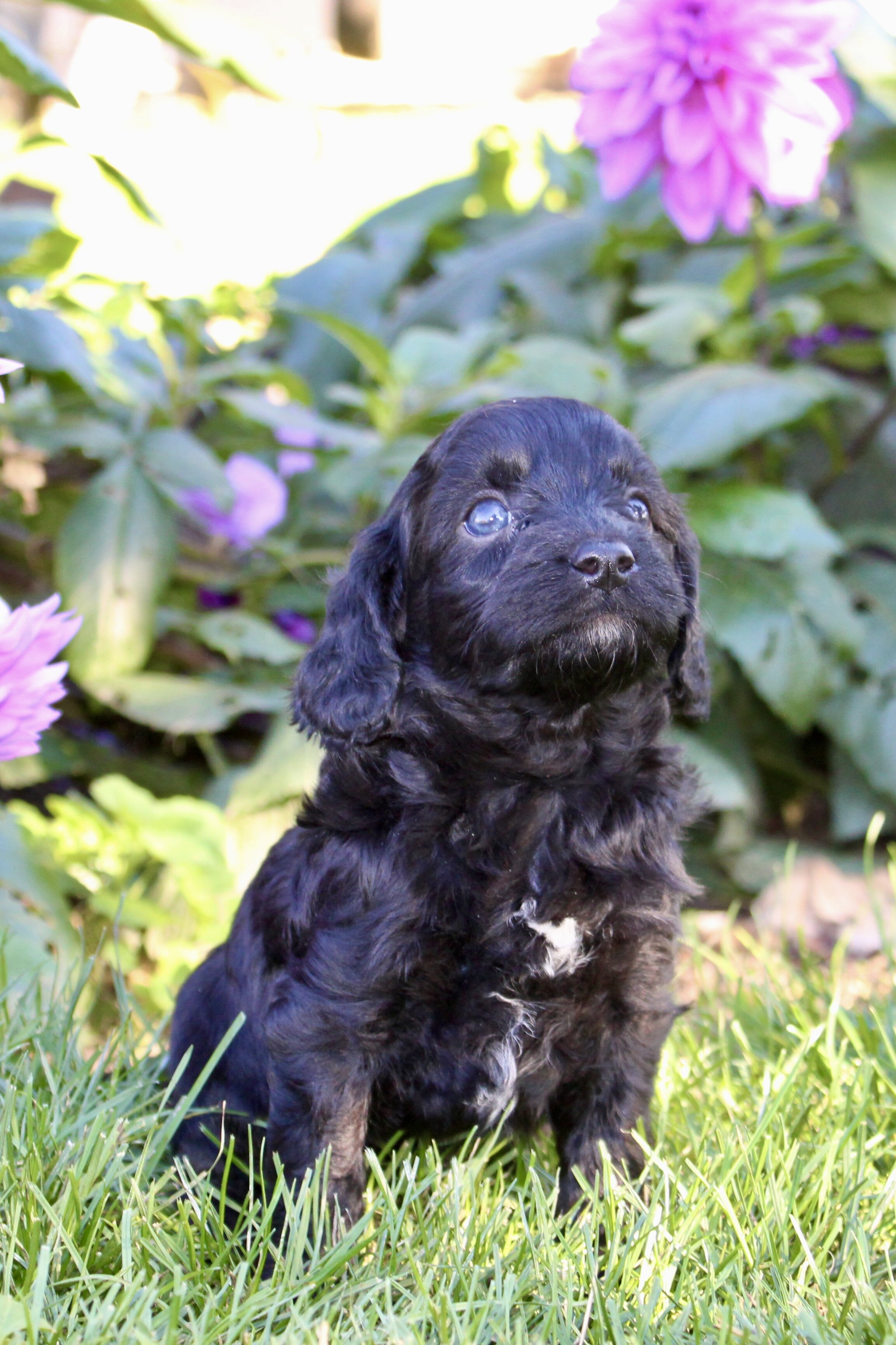 Fifi Female Cavapoo image 6