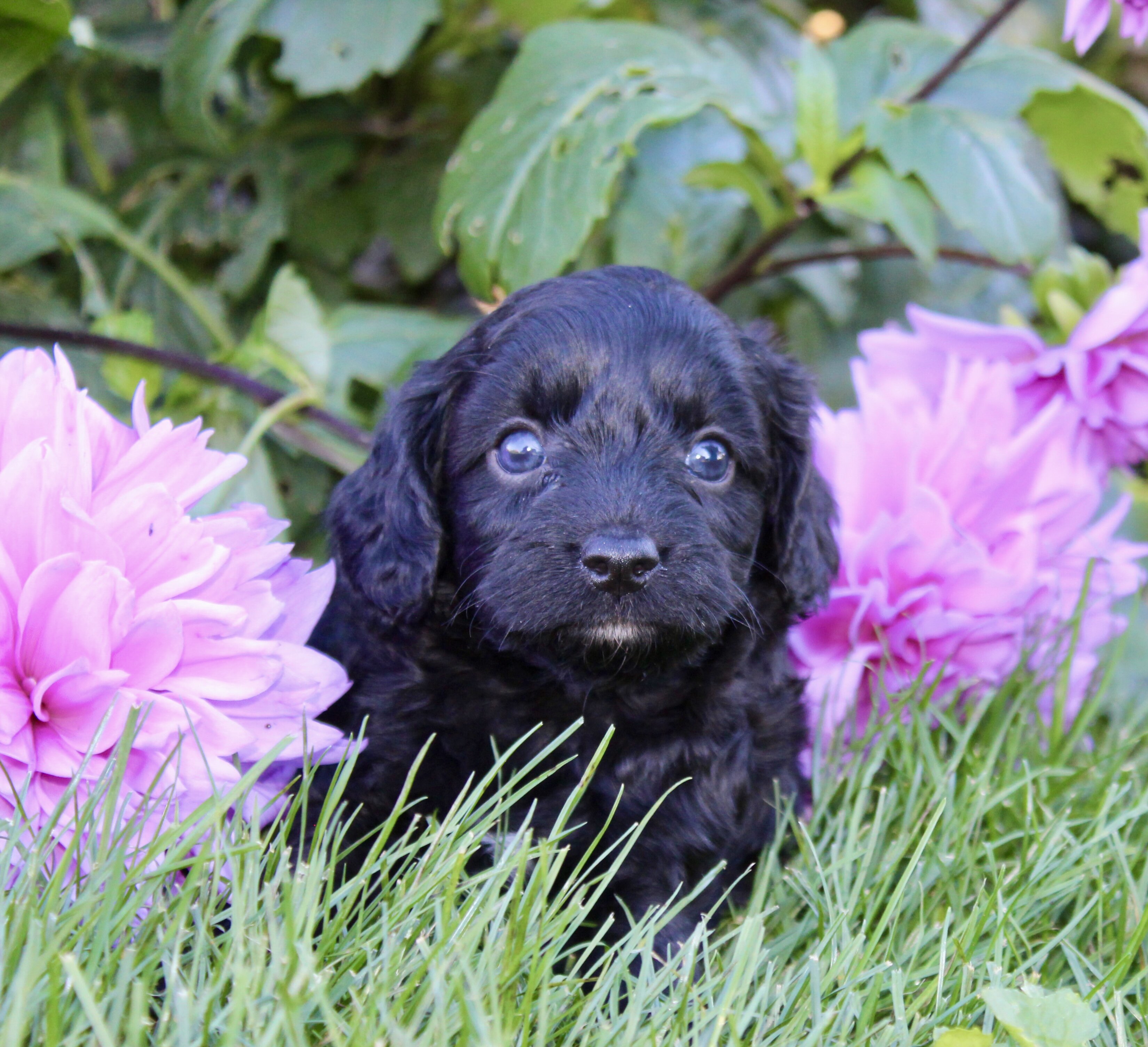 Fifi Female Cavapoo image 2