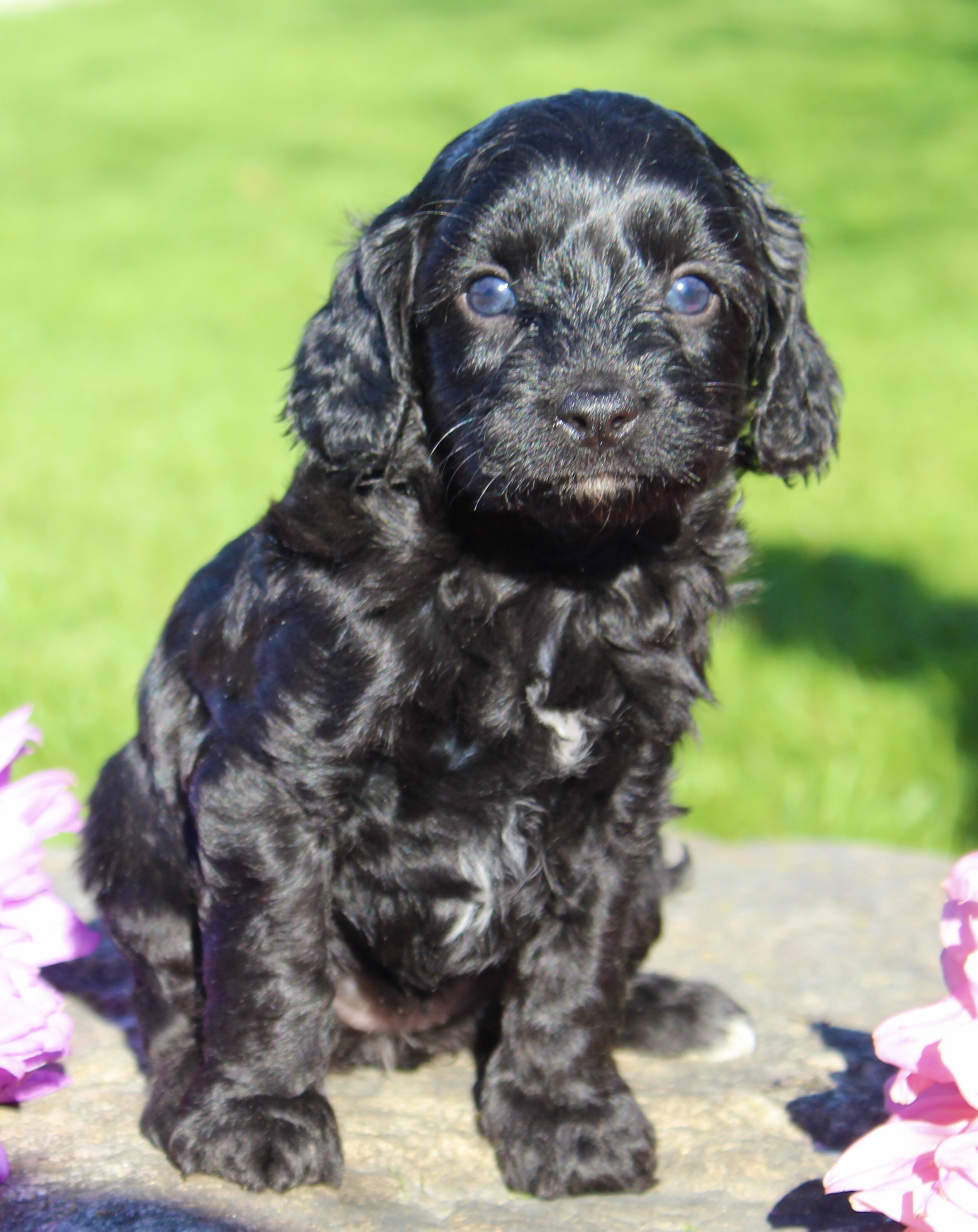 Fifi Female Cavapoo image 3