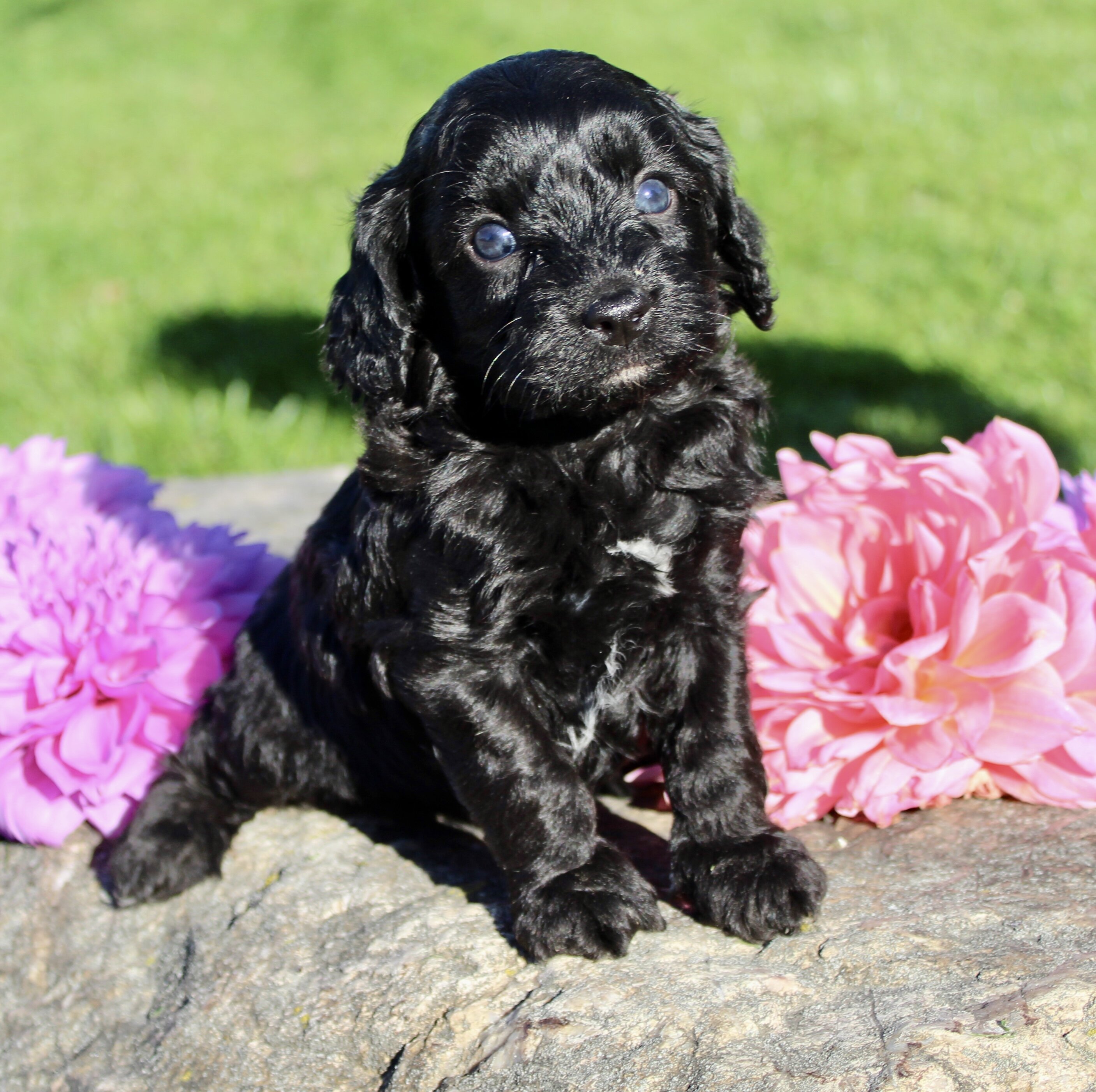Fifi Female Cavapoo image 4