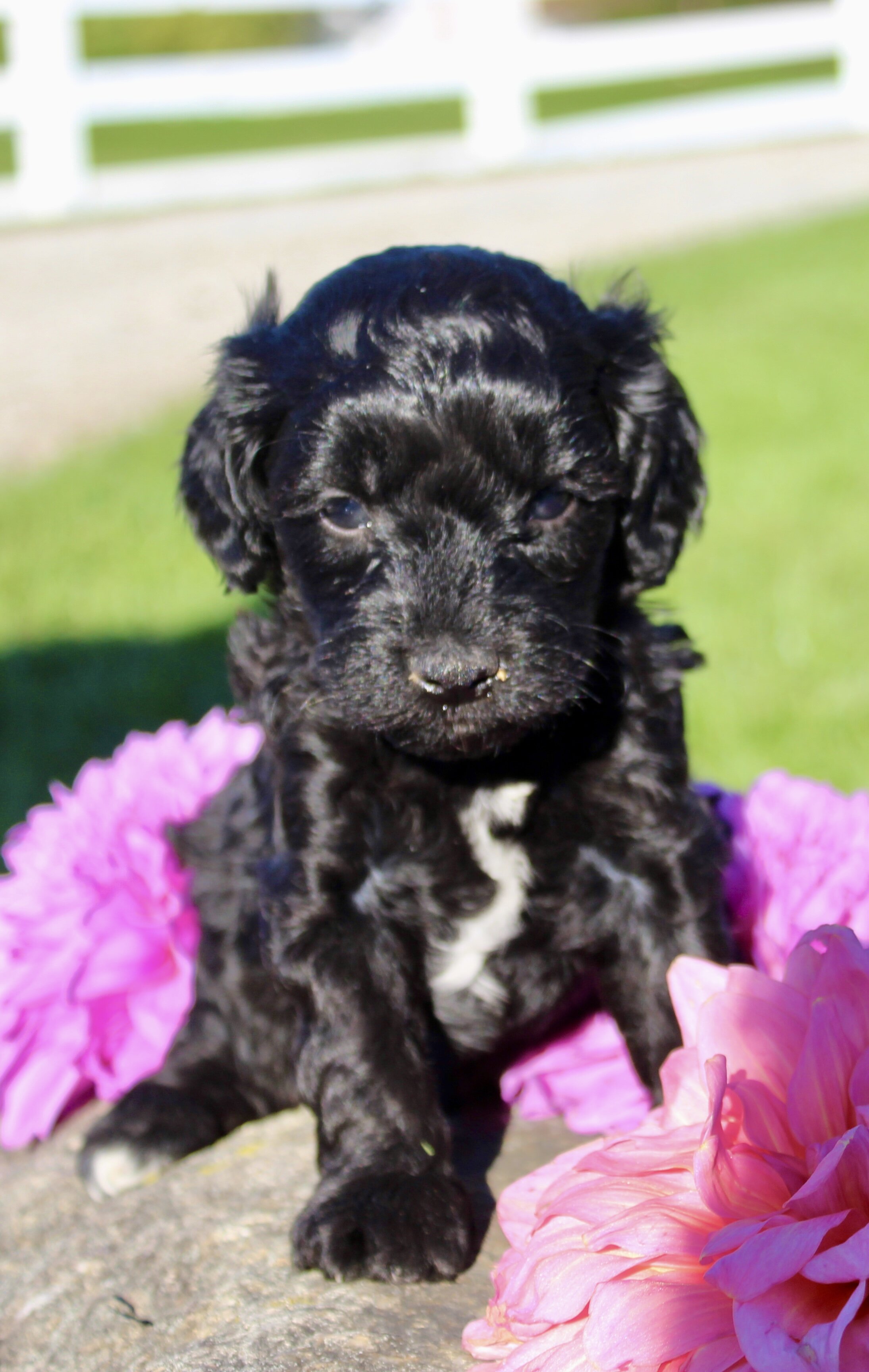Gibbs Male Cavapoo image 2