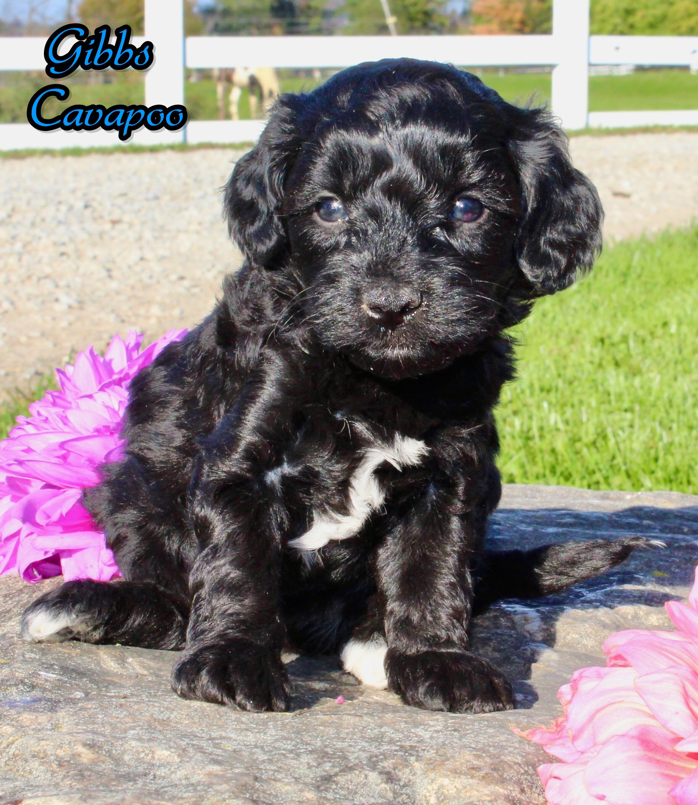 Gibbs Male Cavapoo image 1