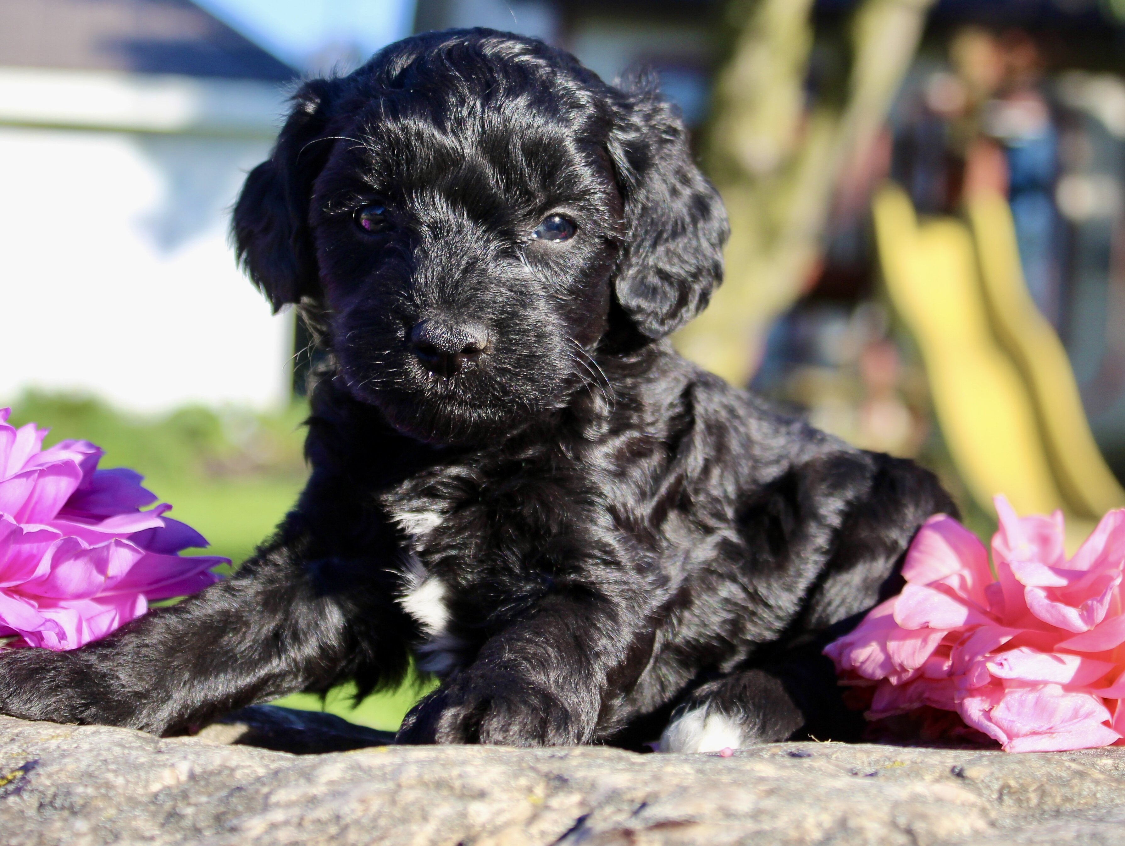 Gibbs Male Cavapoo image 9