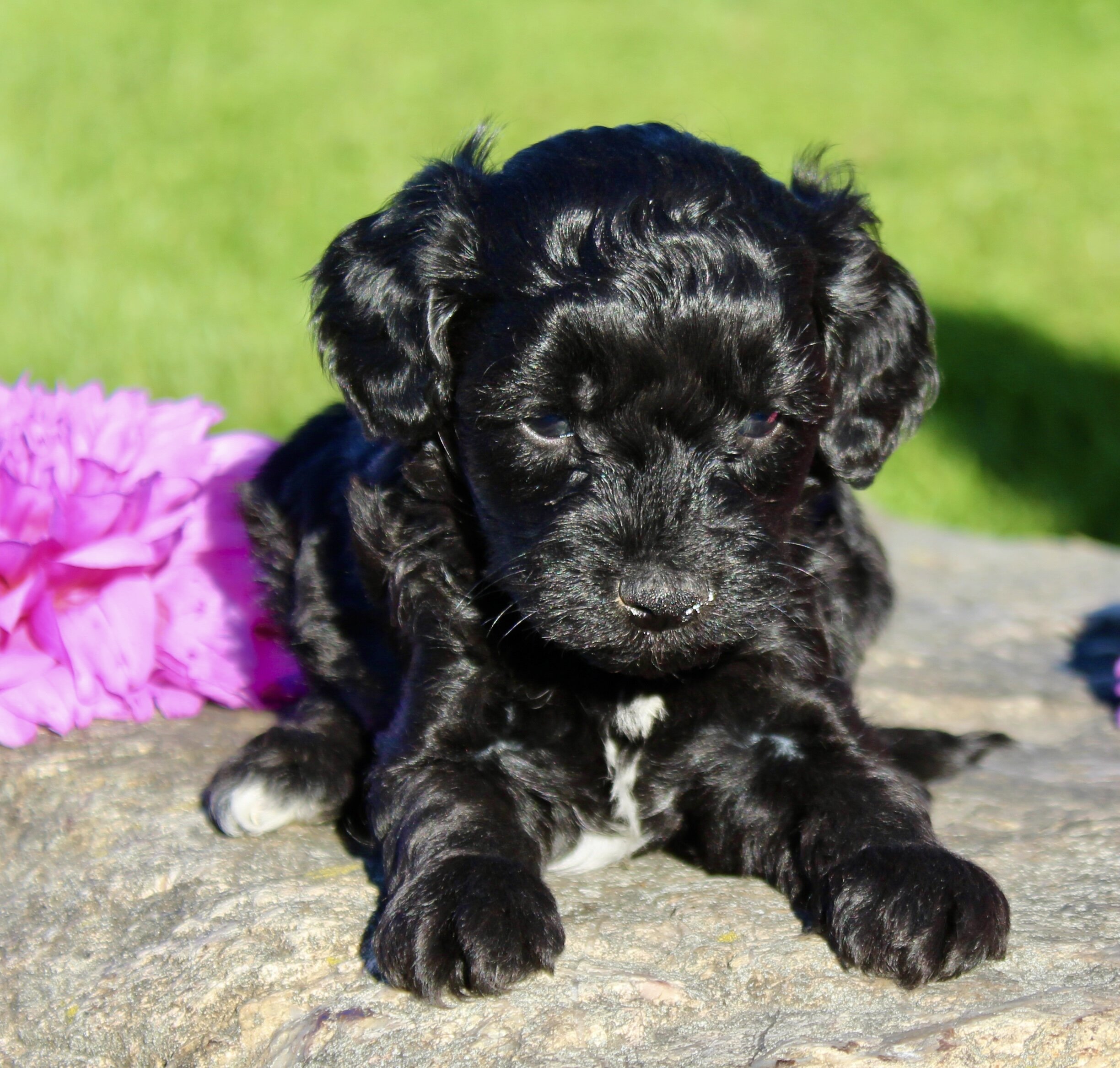 Gibbs Male Cavapoo image 10