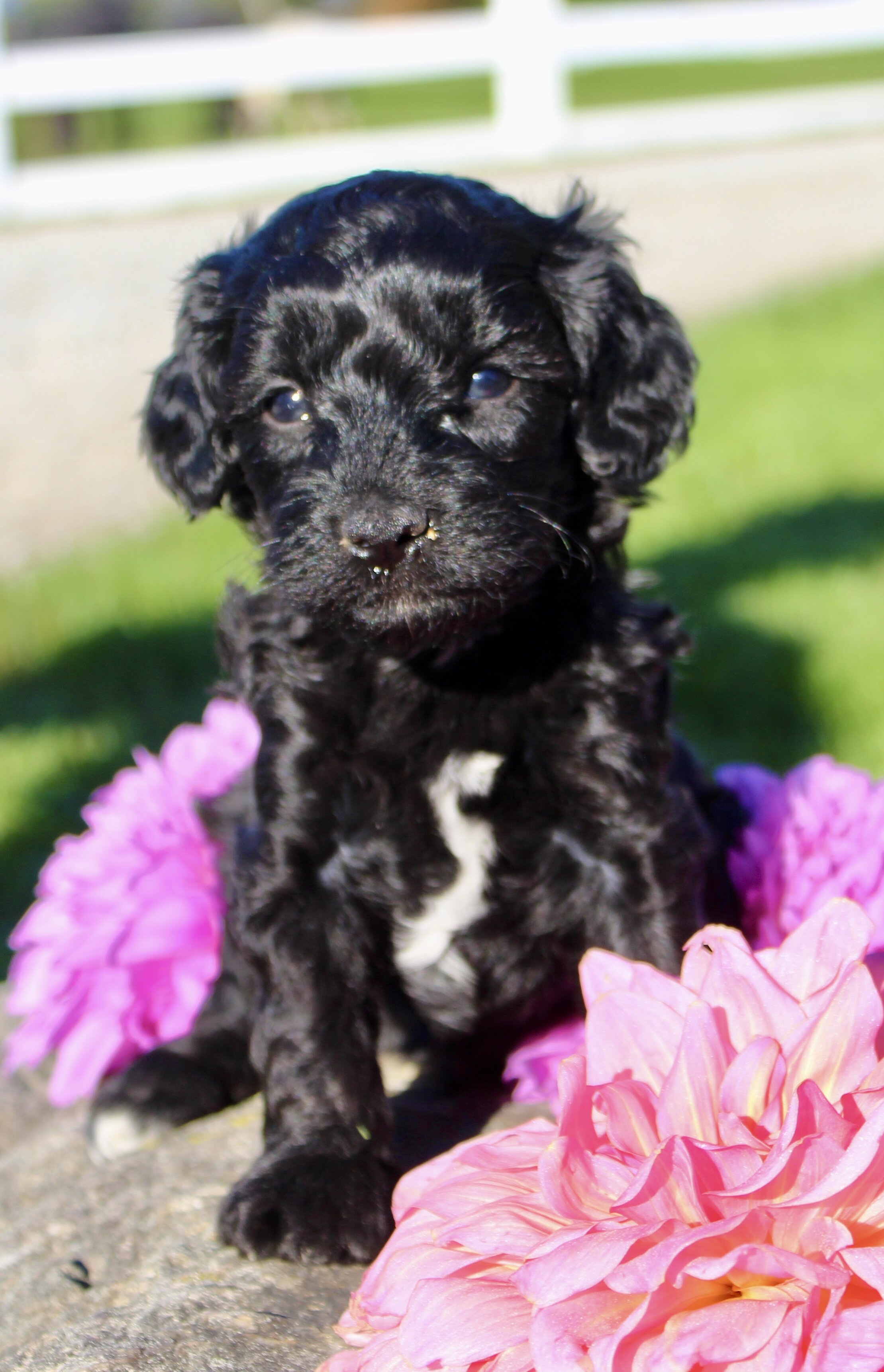 Gibbs Male Cavapoo image 3