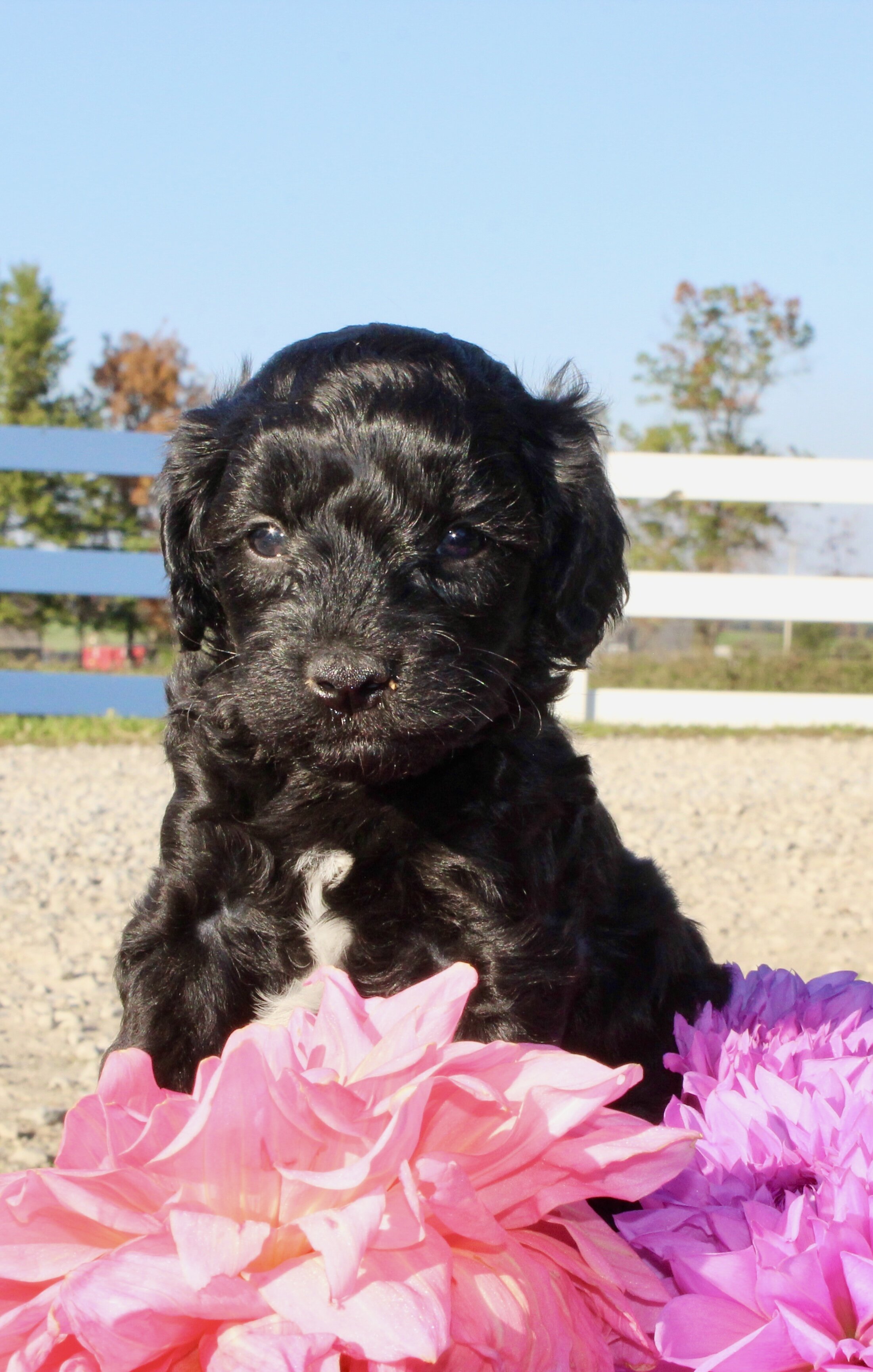 Gibbs Male Cavapoo image 4