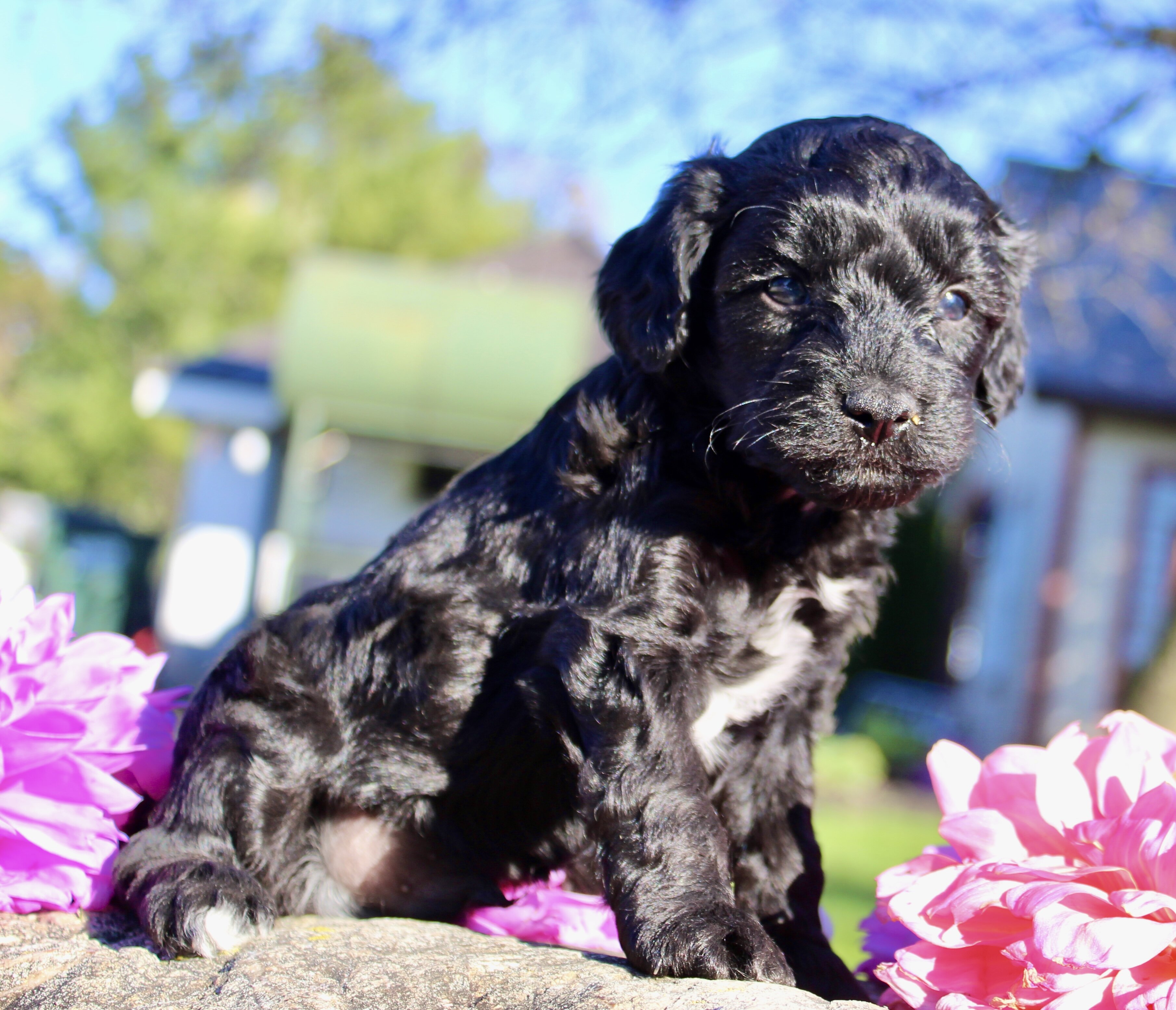 Gibbs Male Cavapoo image 5