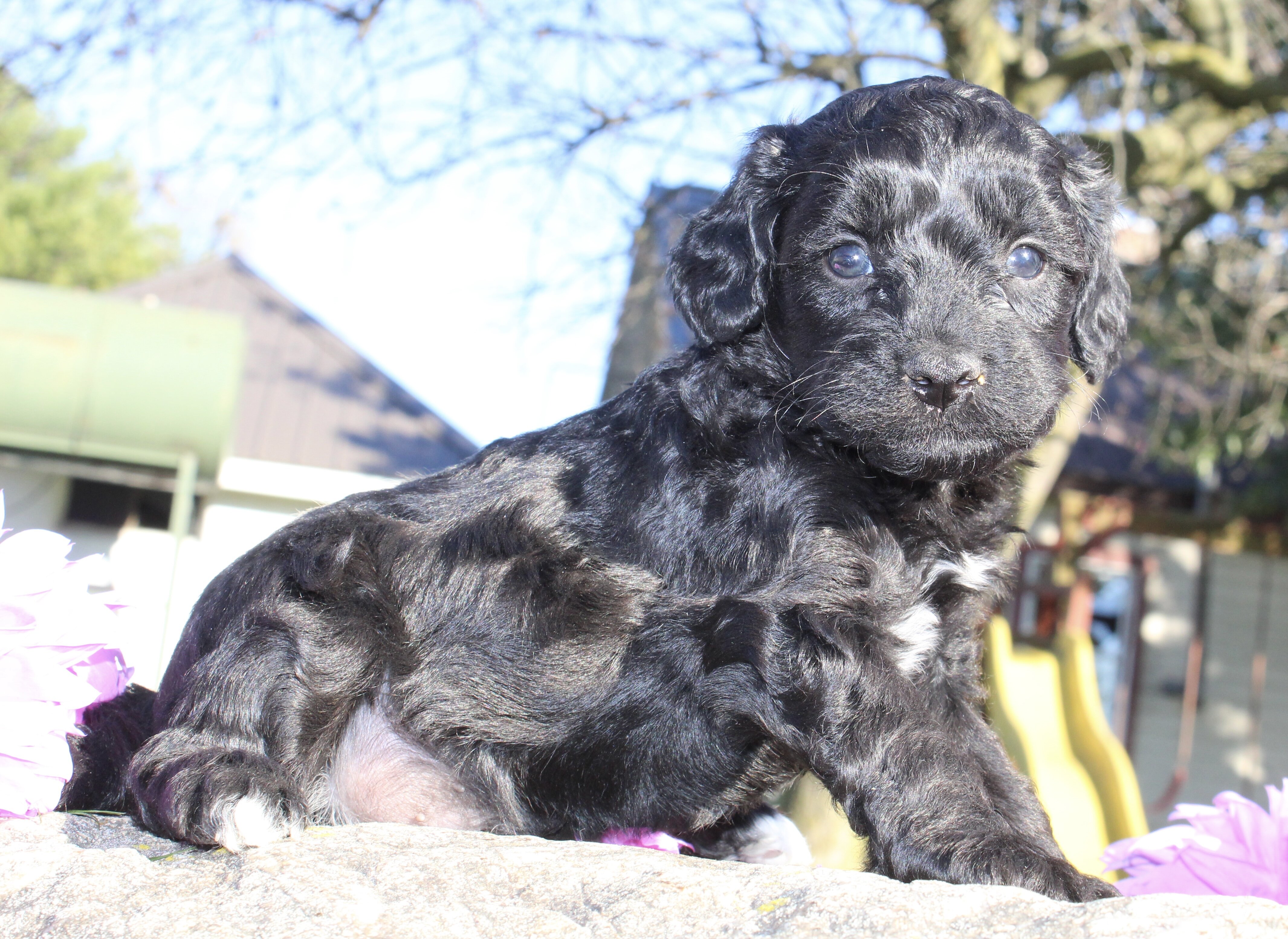 Gibbs Male Cavapoo image 6