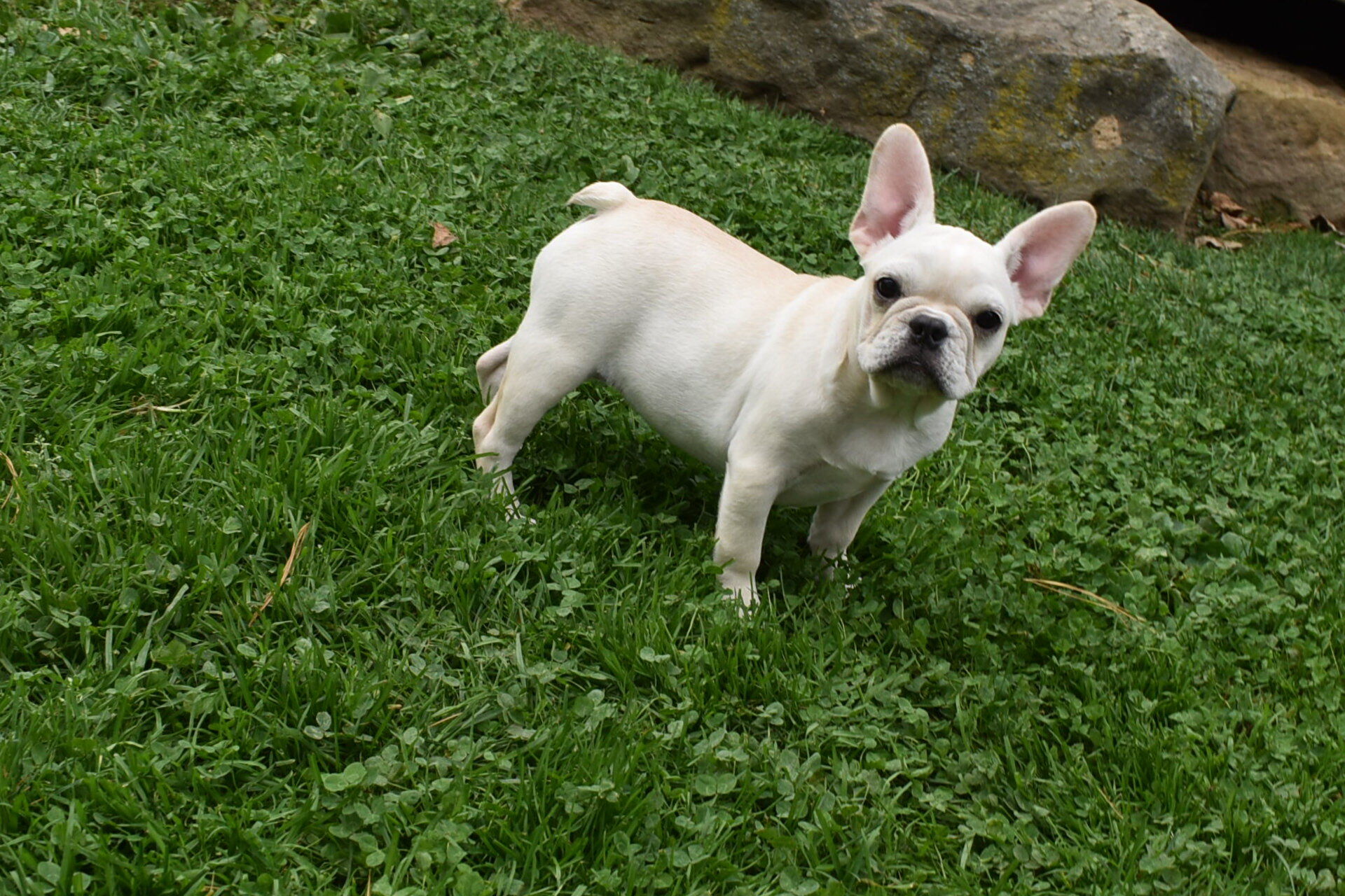 Marie Female French Pug image 6
