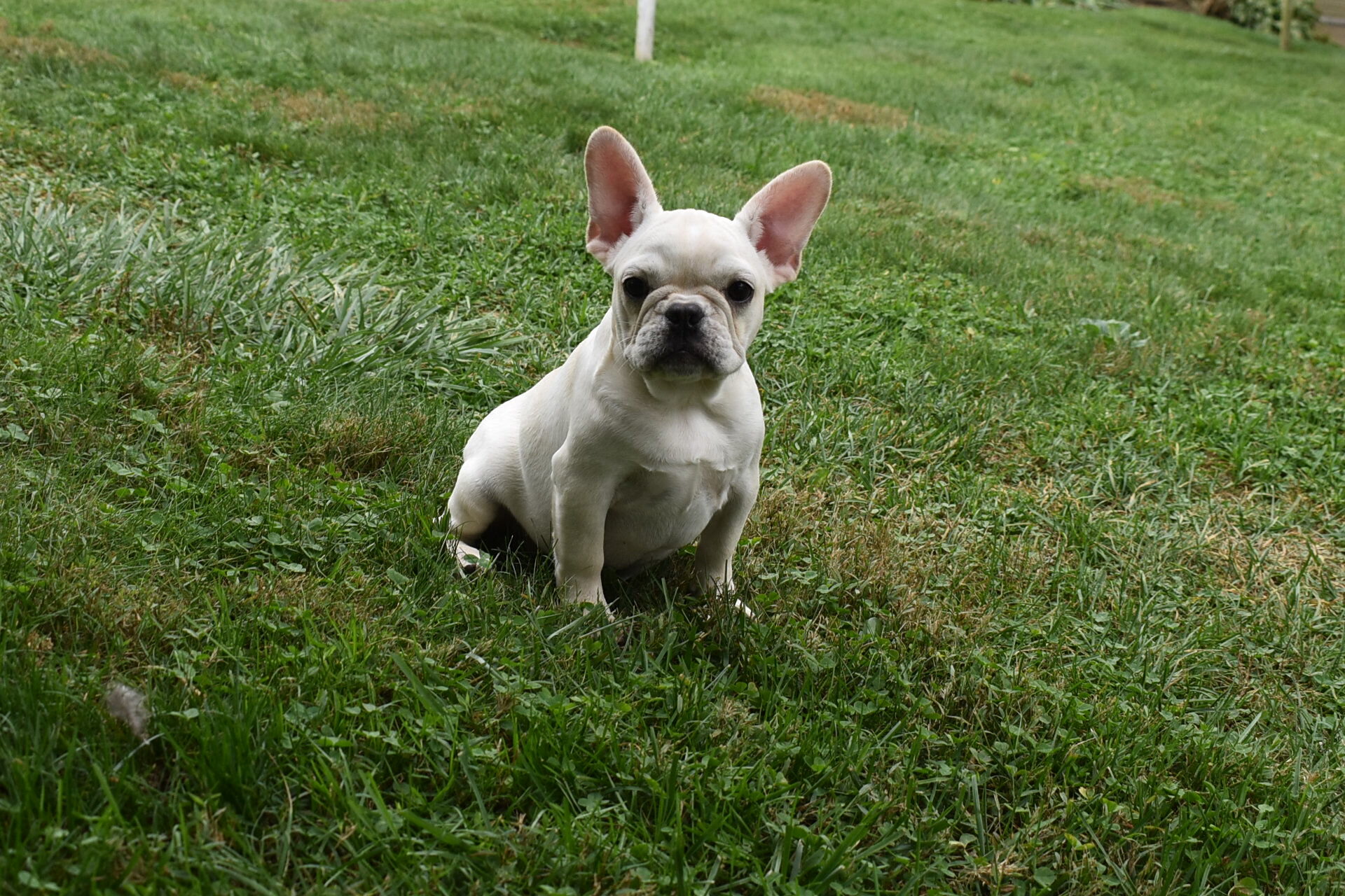 Marie Female French Pug image 3