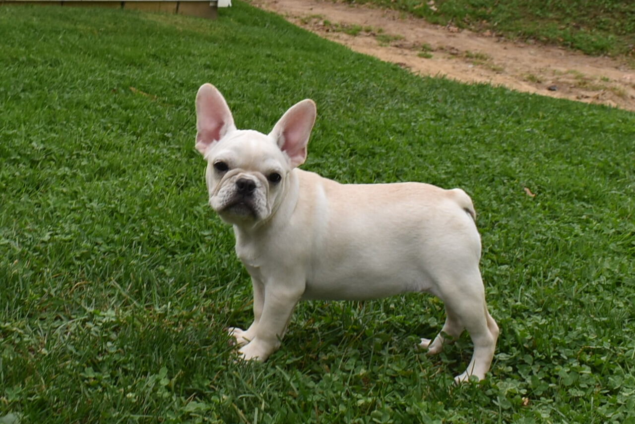 Marie Female French Pug image 5