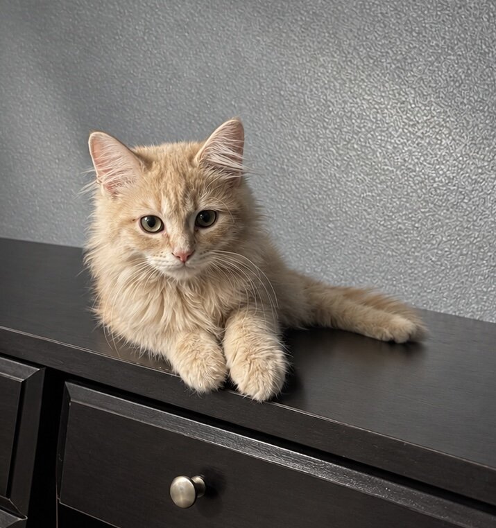 Teddy the Persian mainecoon mix image 1